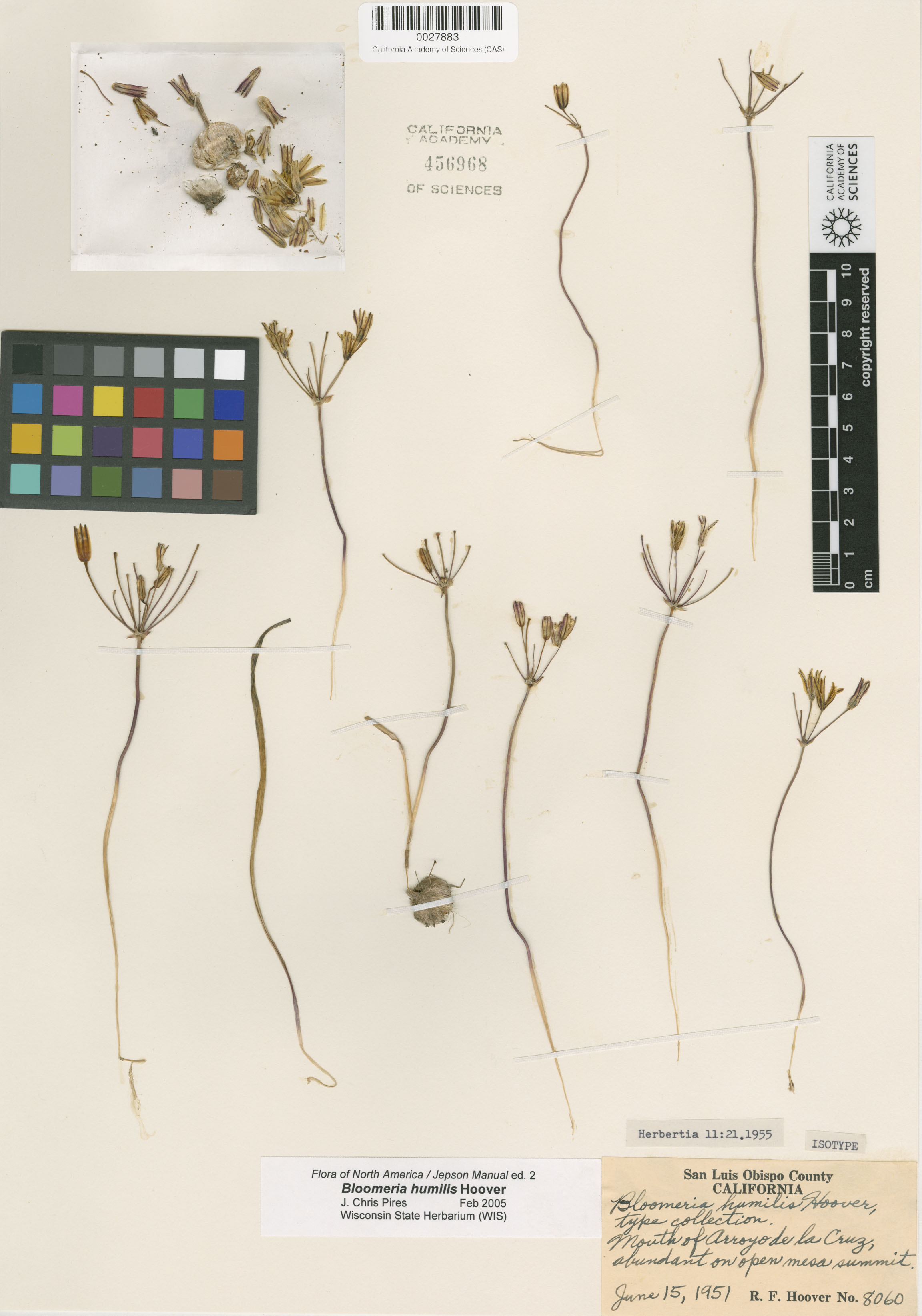 Bloomeria humilis image