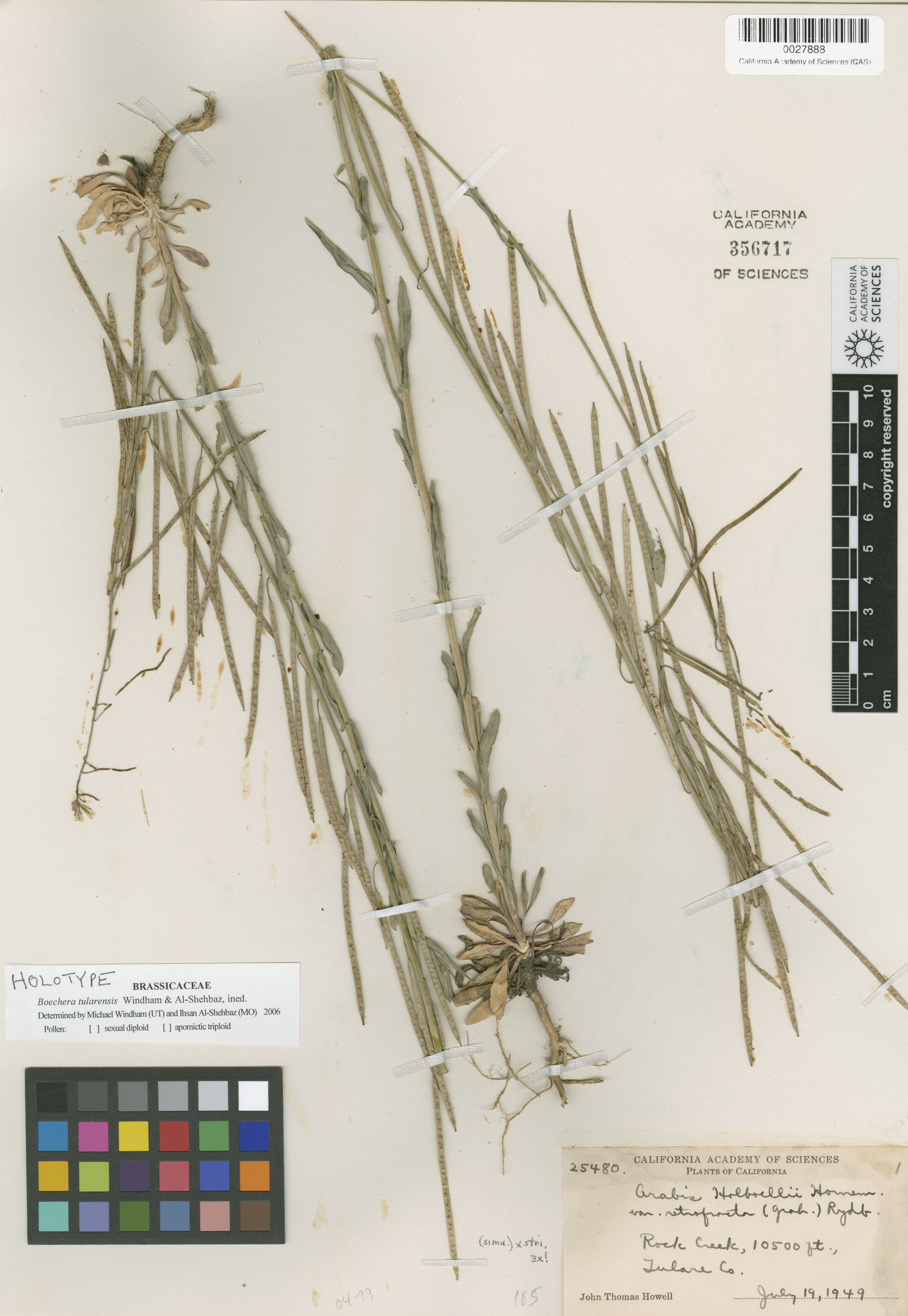 Boechera tularensis image