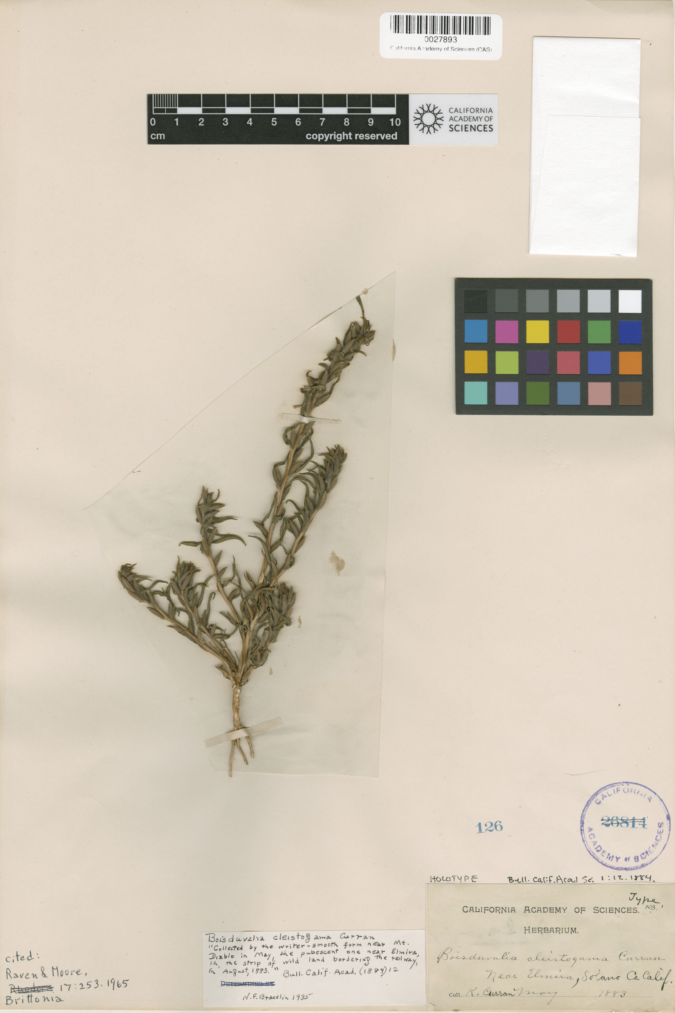 Epilobium cleistogamum image