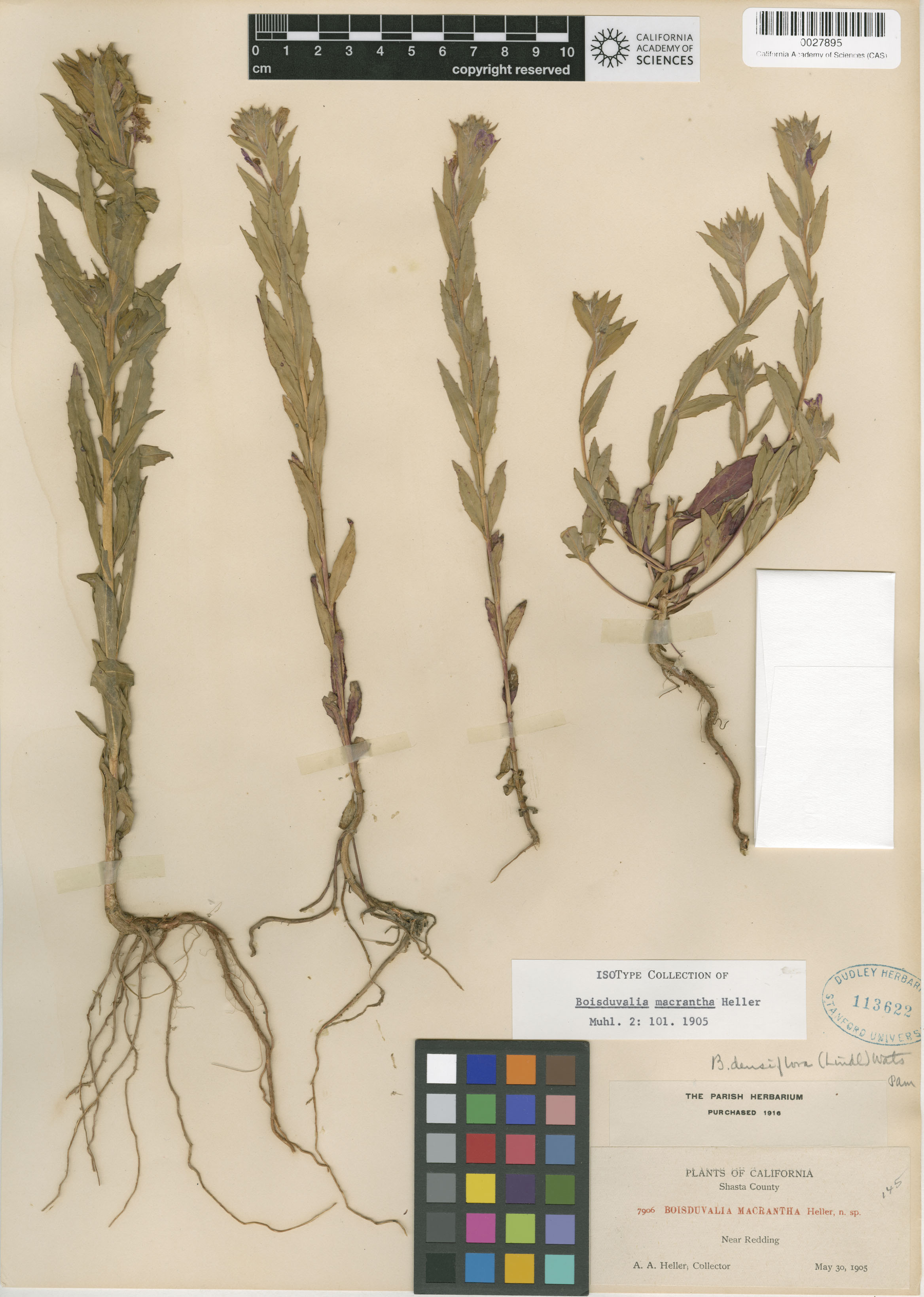 Epilobium pallidum image