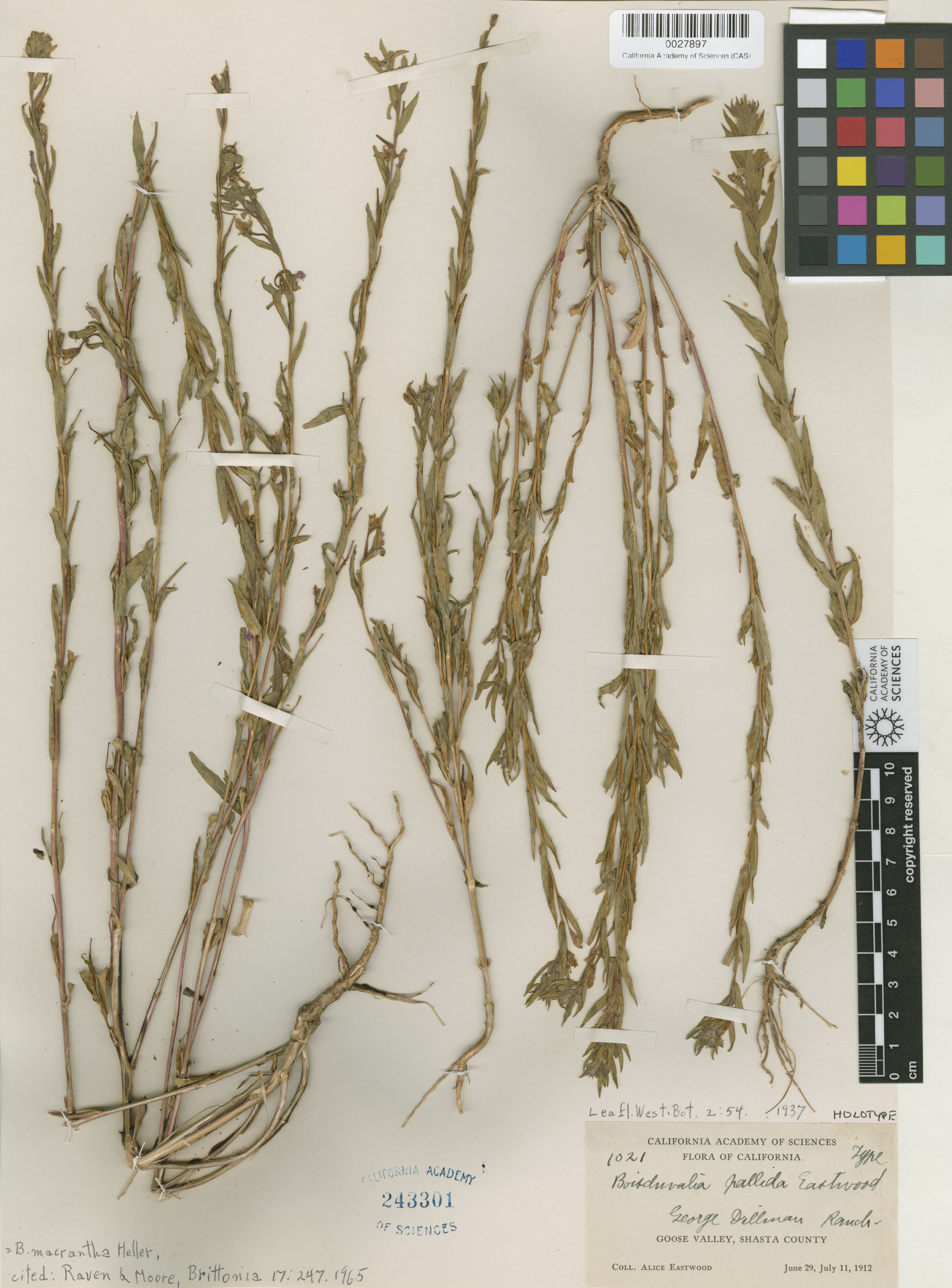 Epilobium pallidum image
