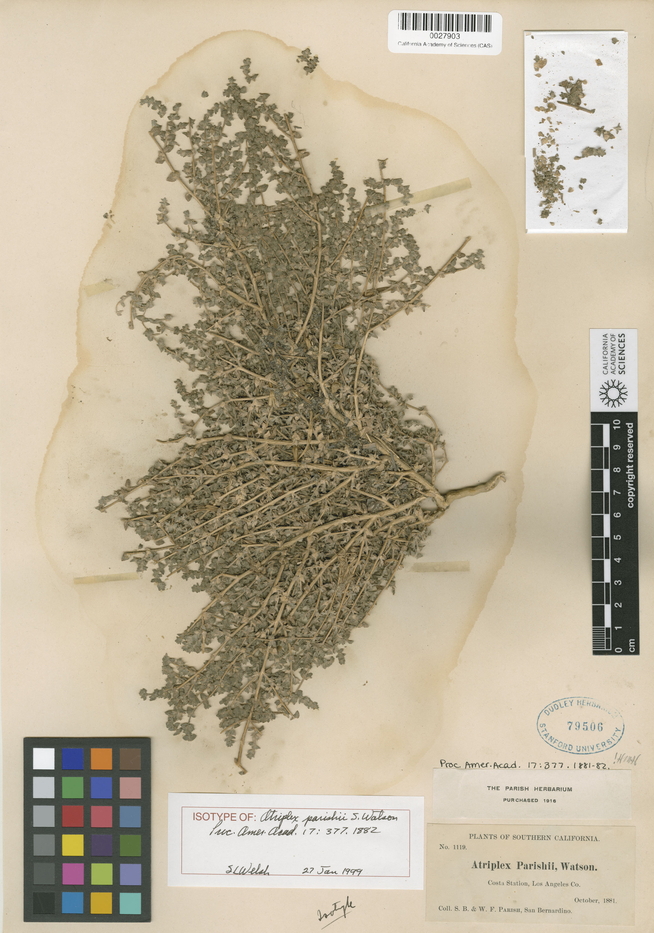 Atriplex parishii image