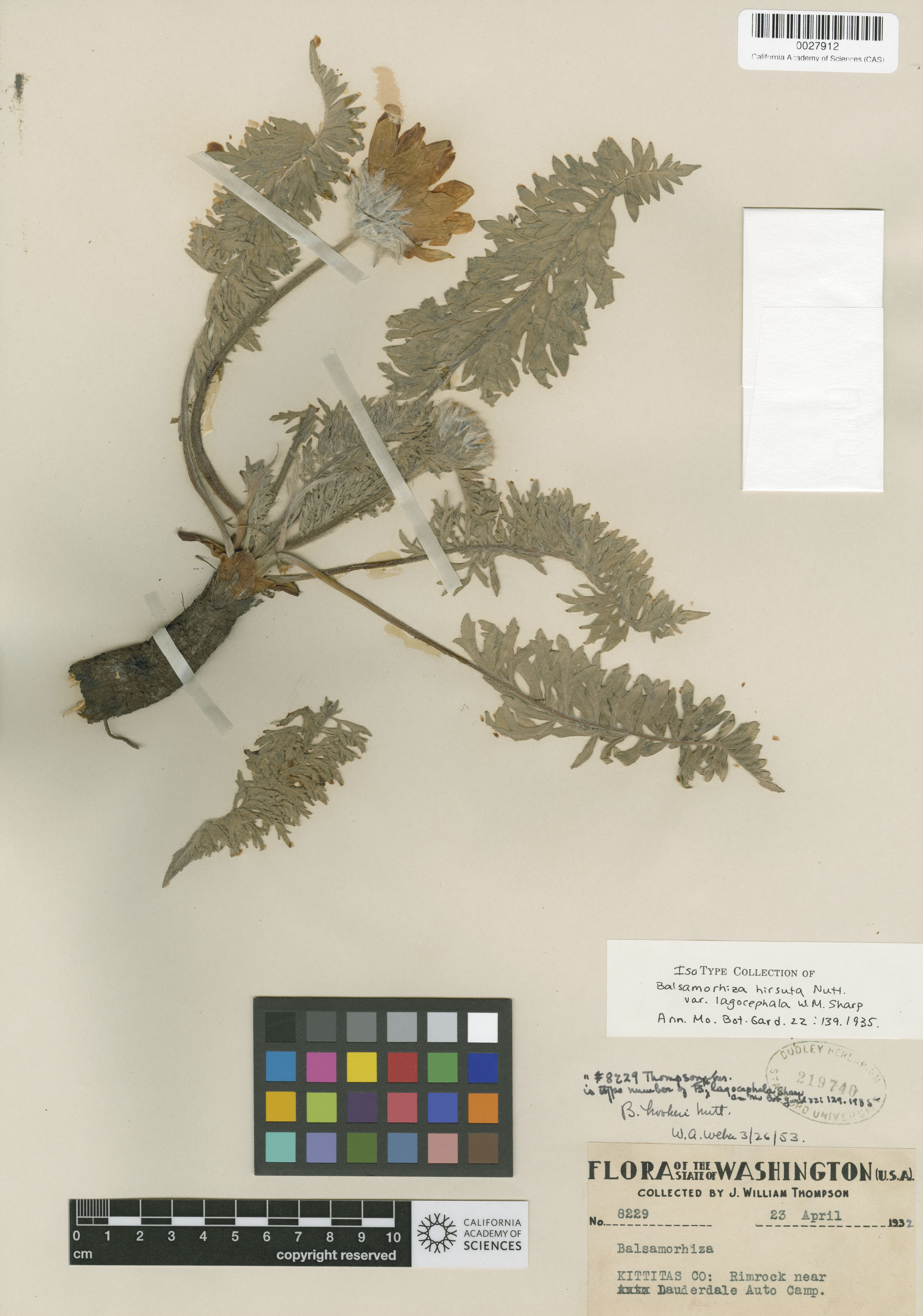 Balsamorhiza hookeri image