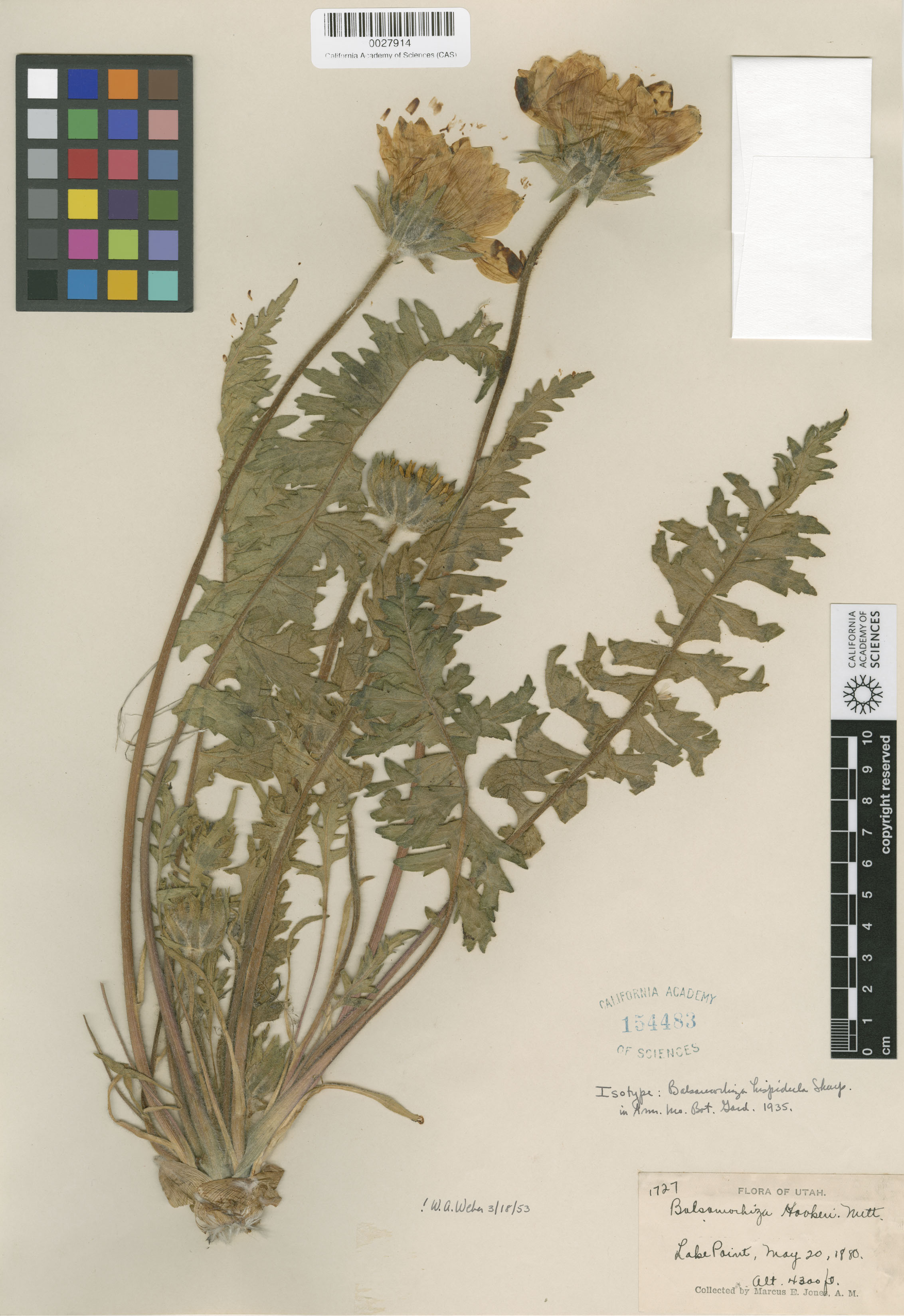 Balsamorhiza hispidula image