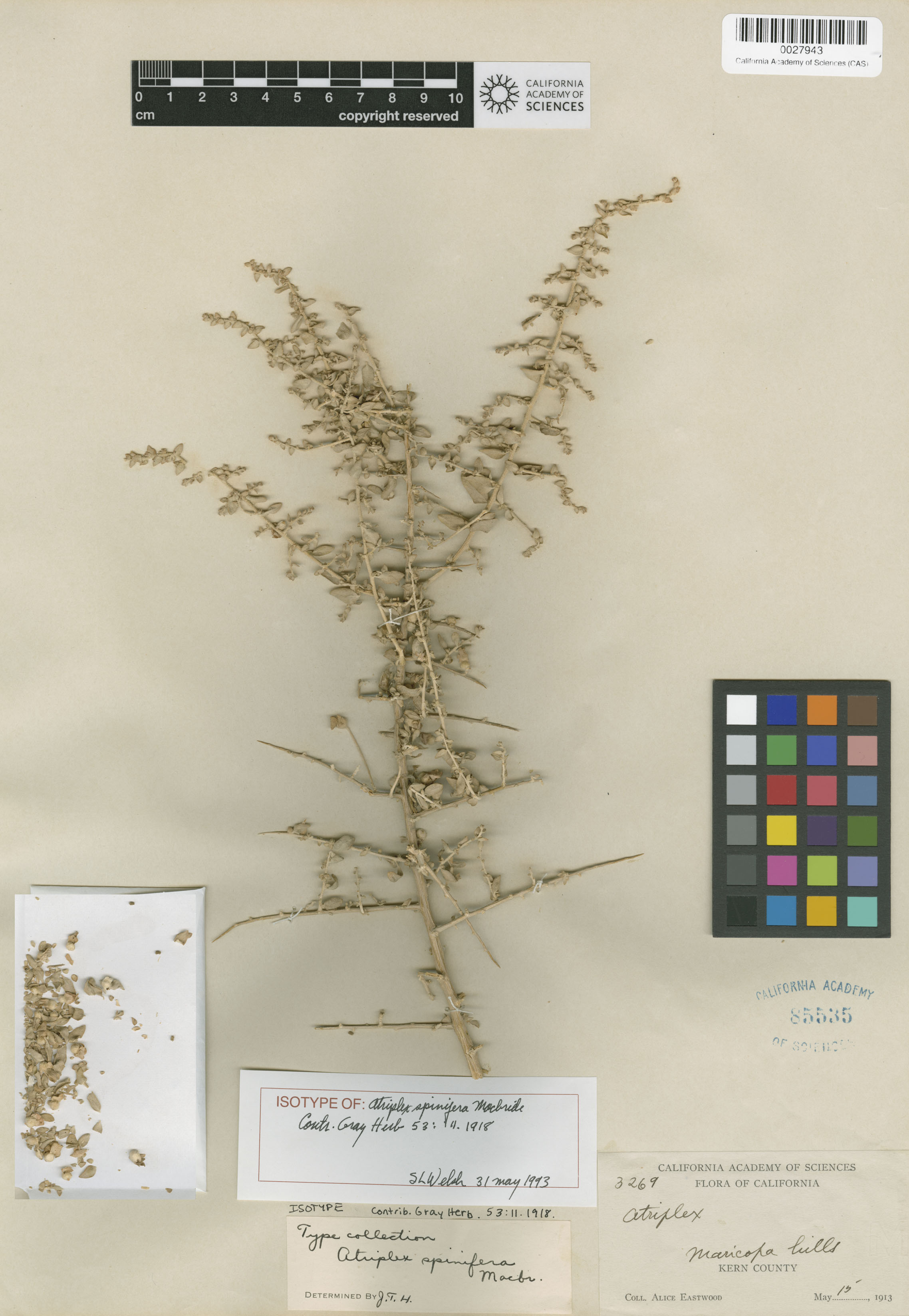 Atriplex spinifera image