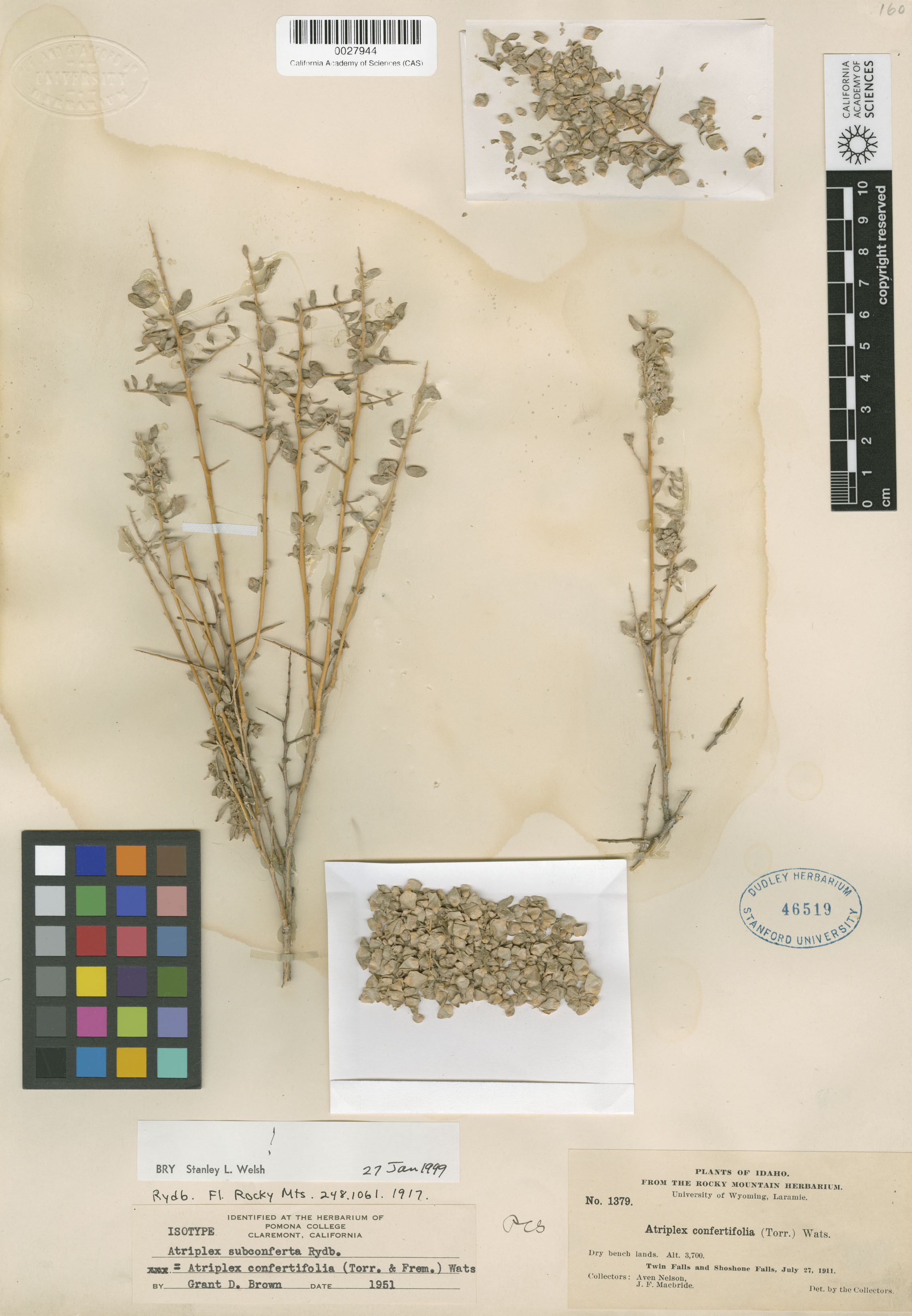 Atriplex confertifolia image