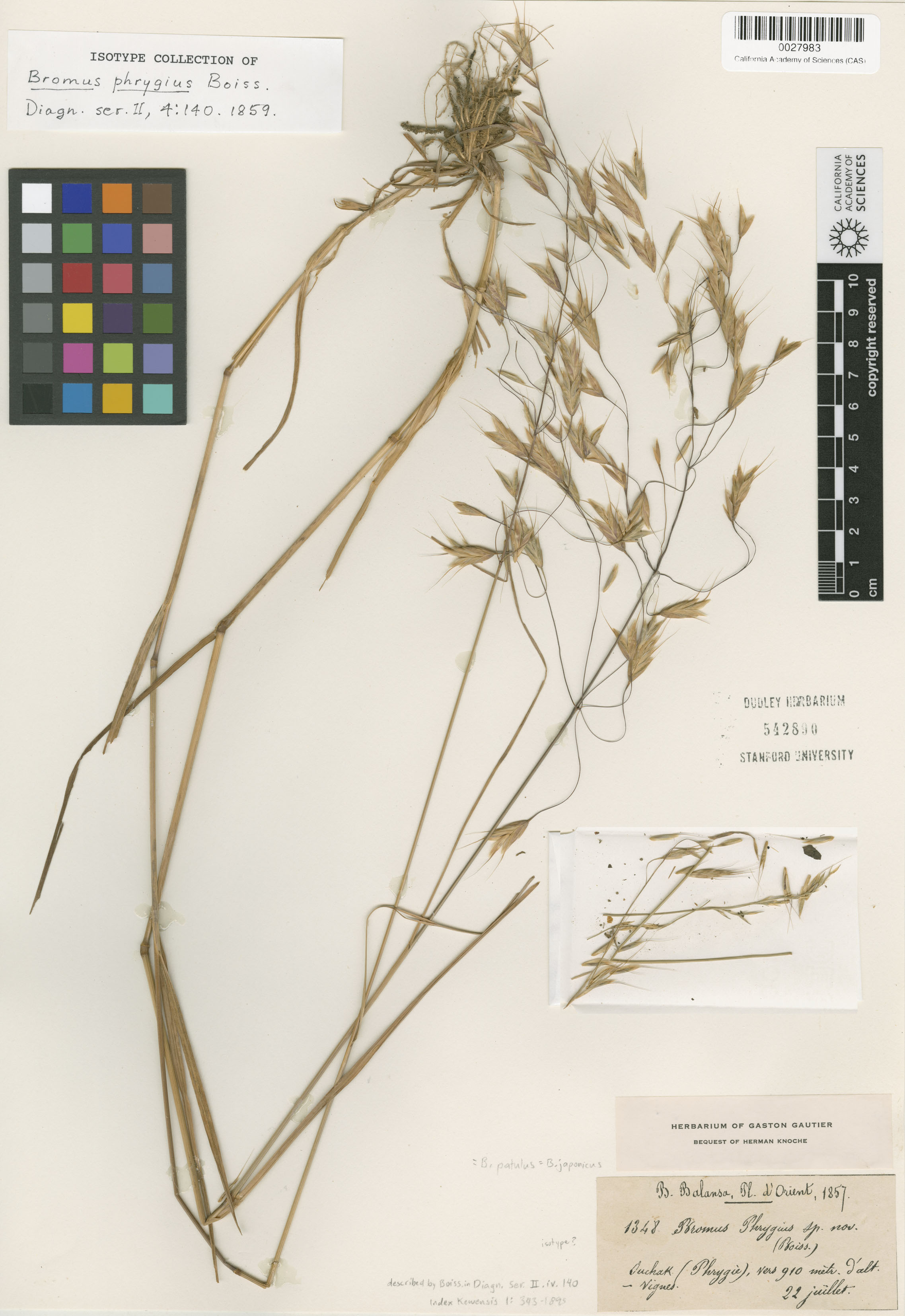 Bromus japonicus image