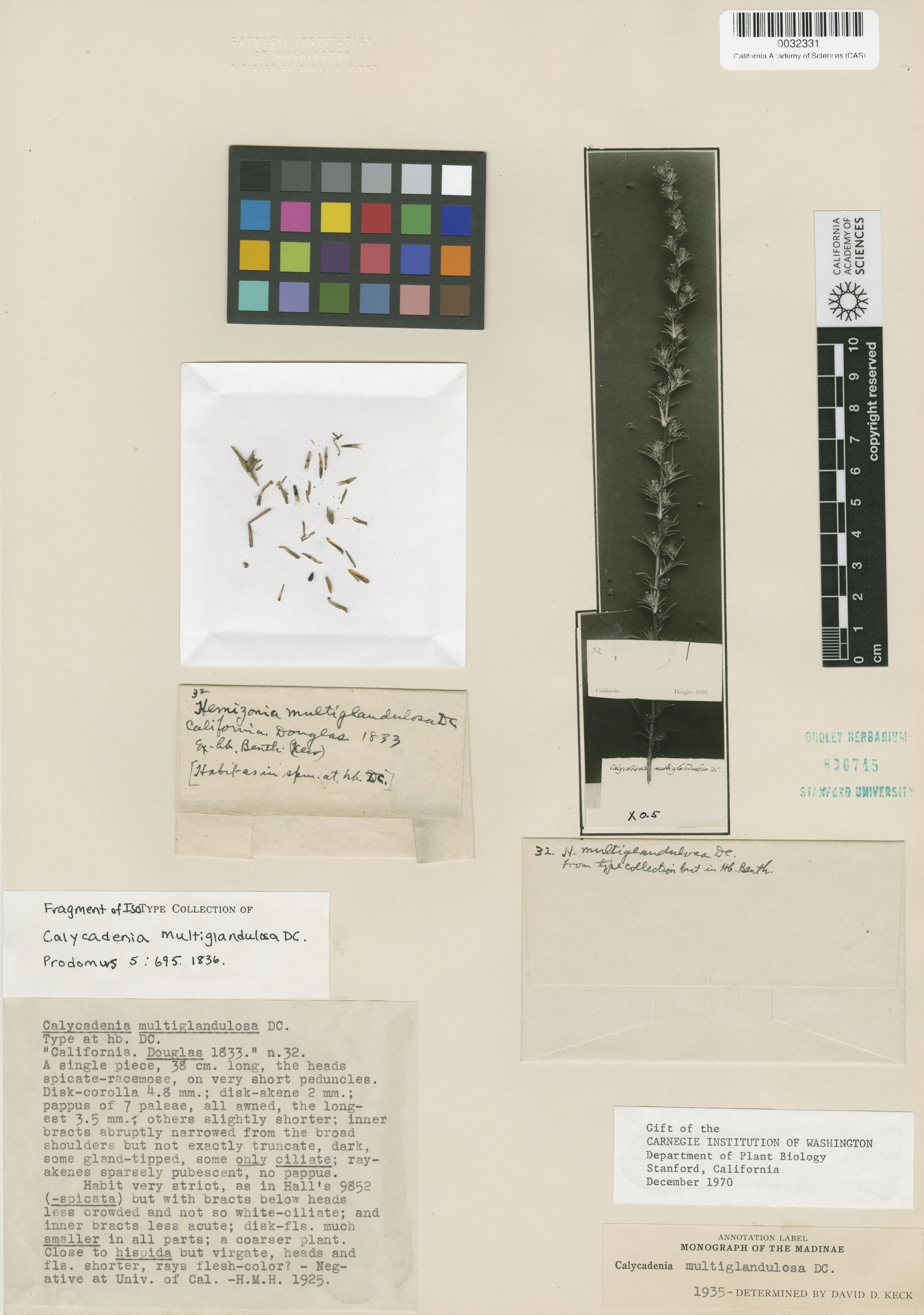 Calycadenia multiglandulosa image