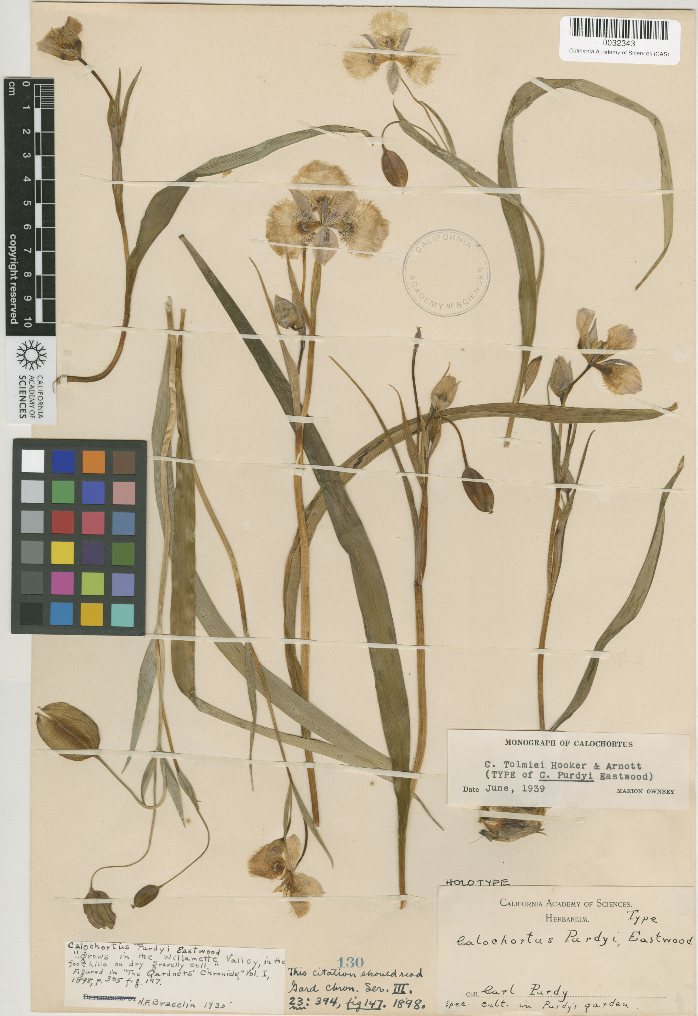 Calochortus tolmiei image