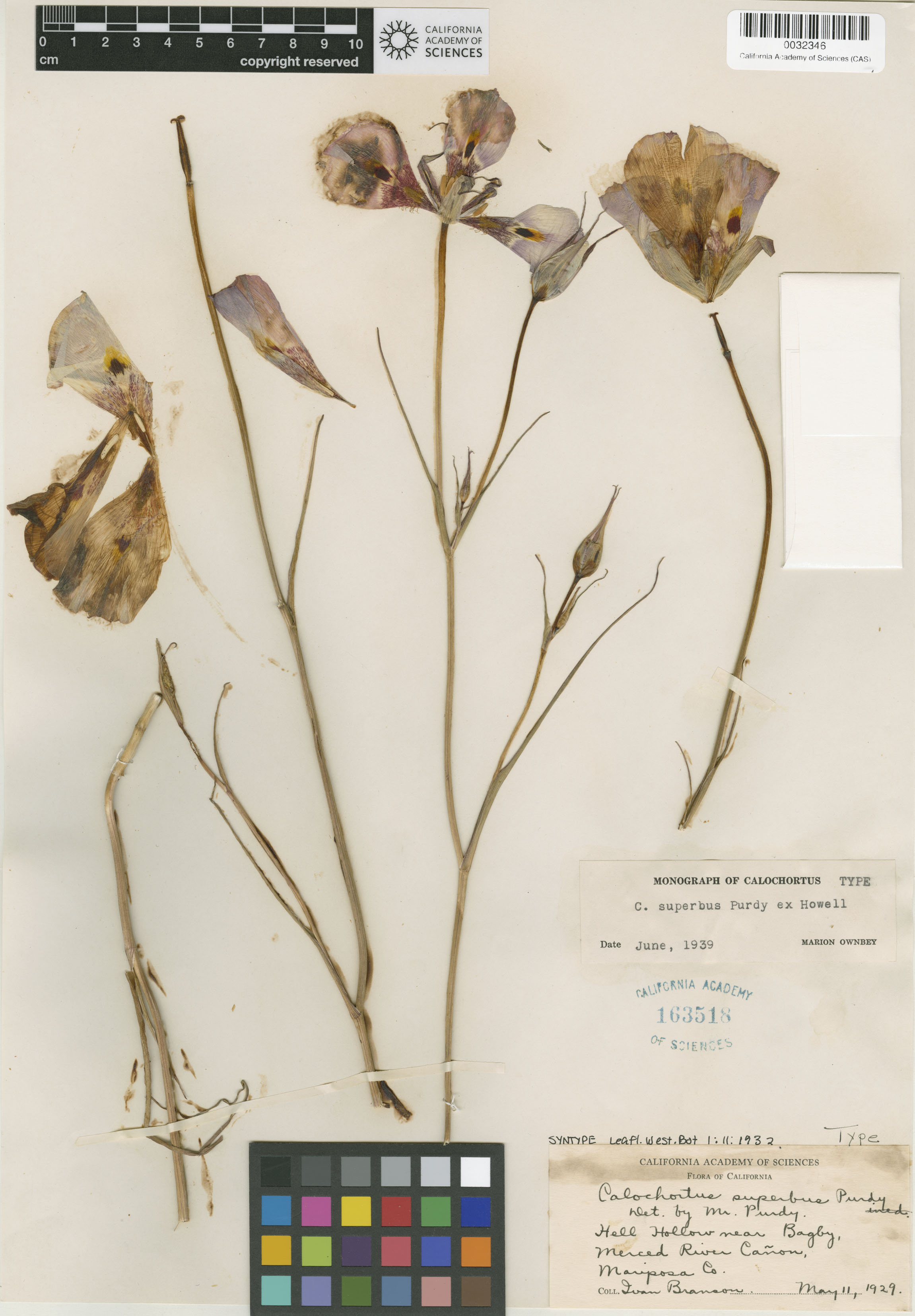 Calochortus superbus image