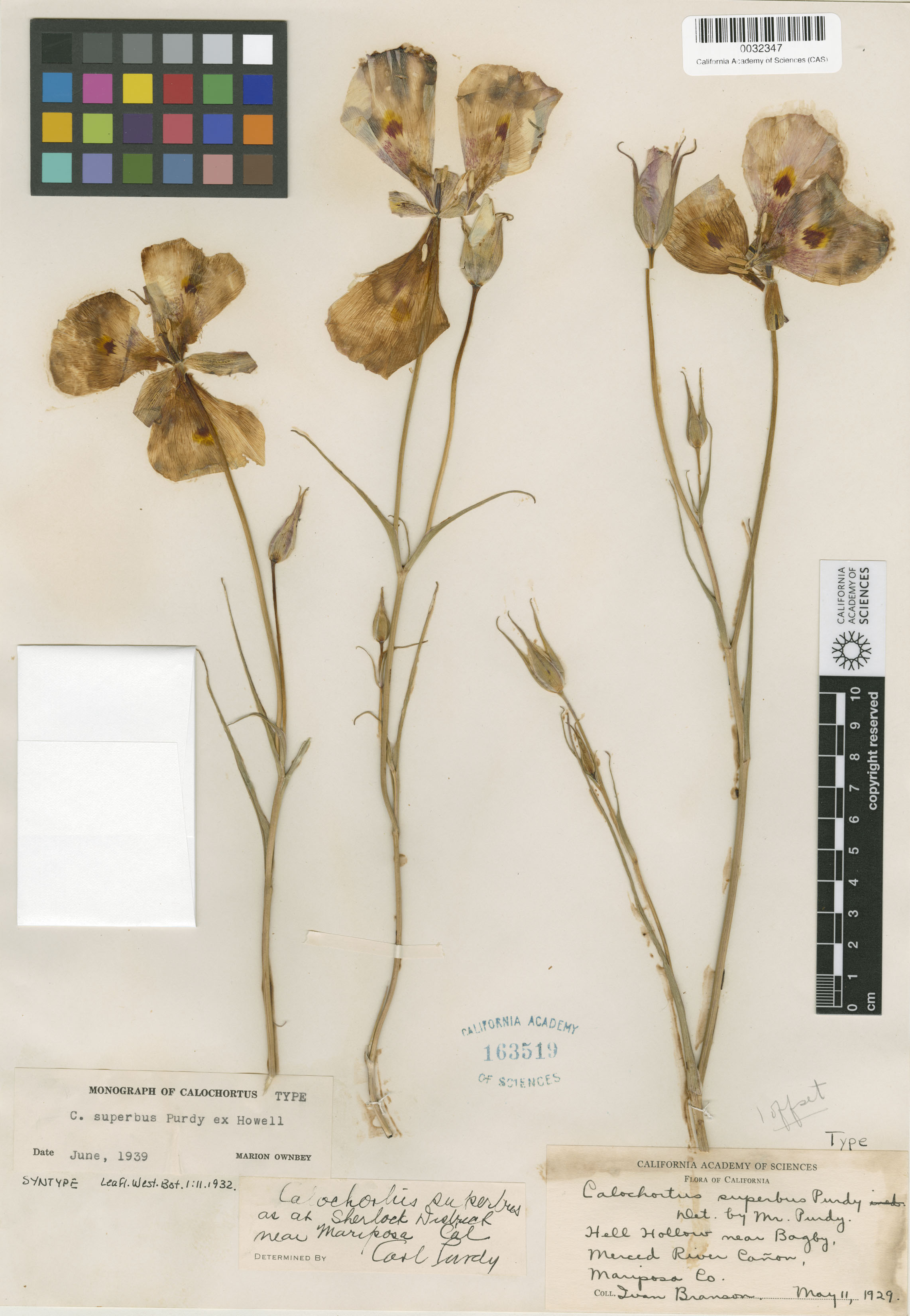 Calochortus superbus image