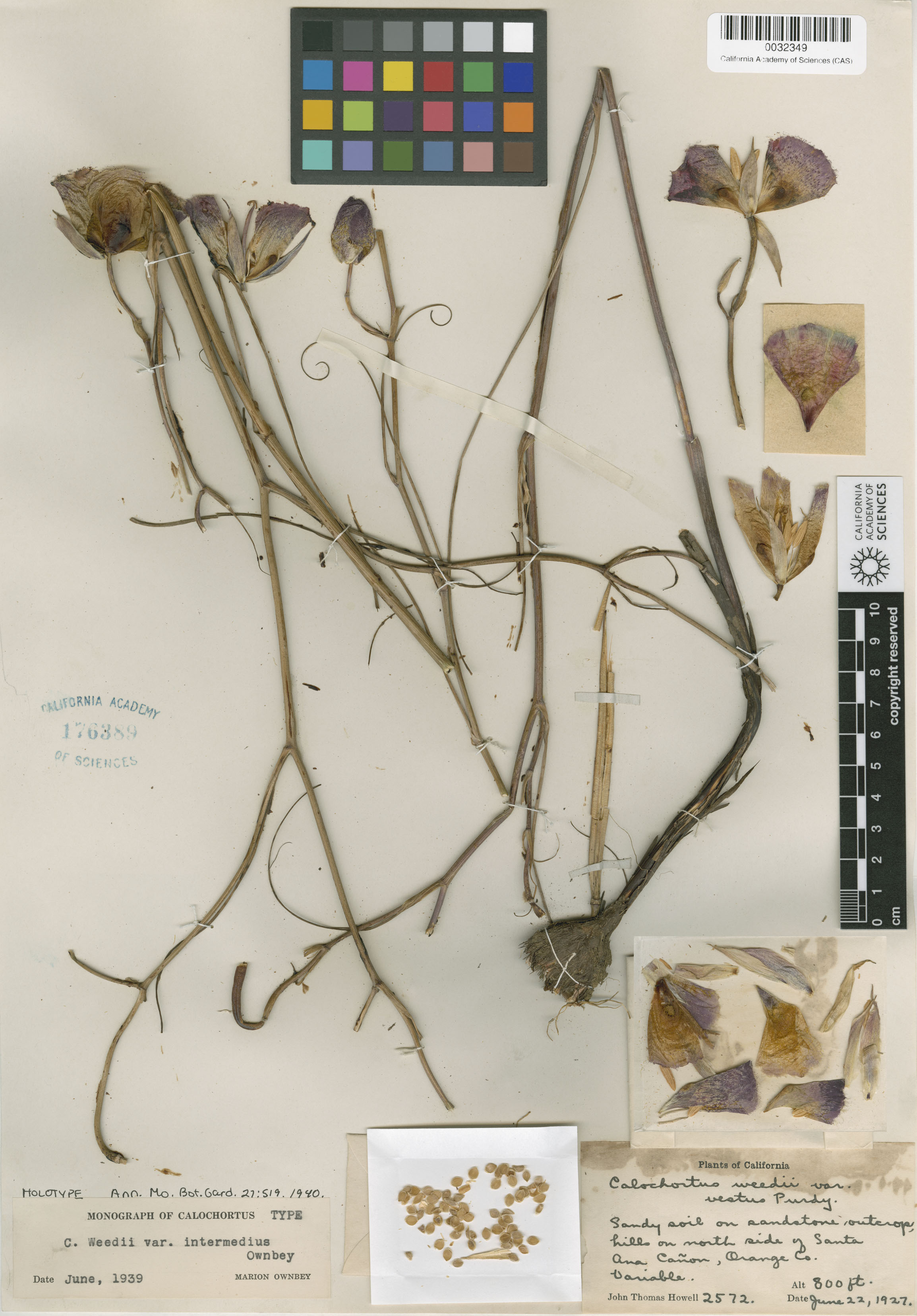 Calochortus weedii image