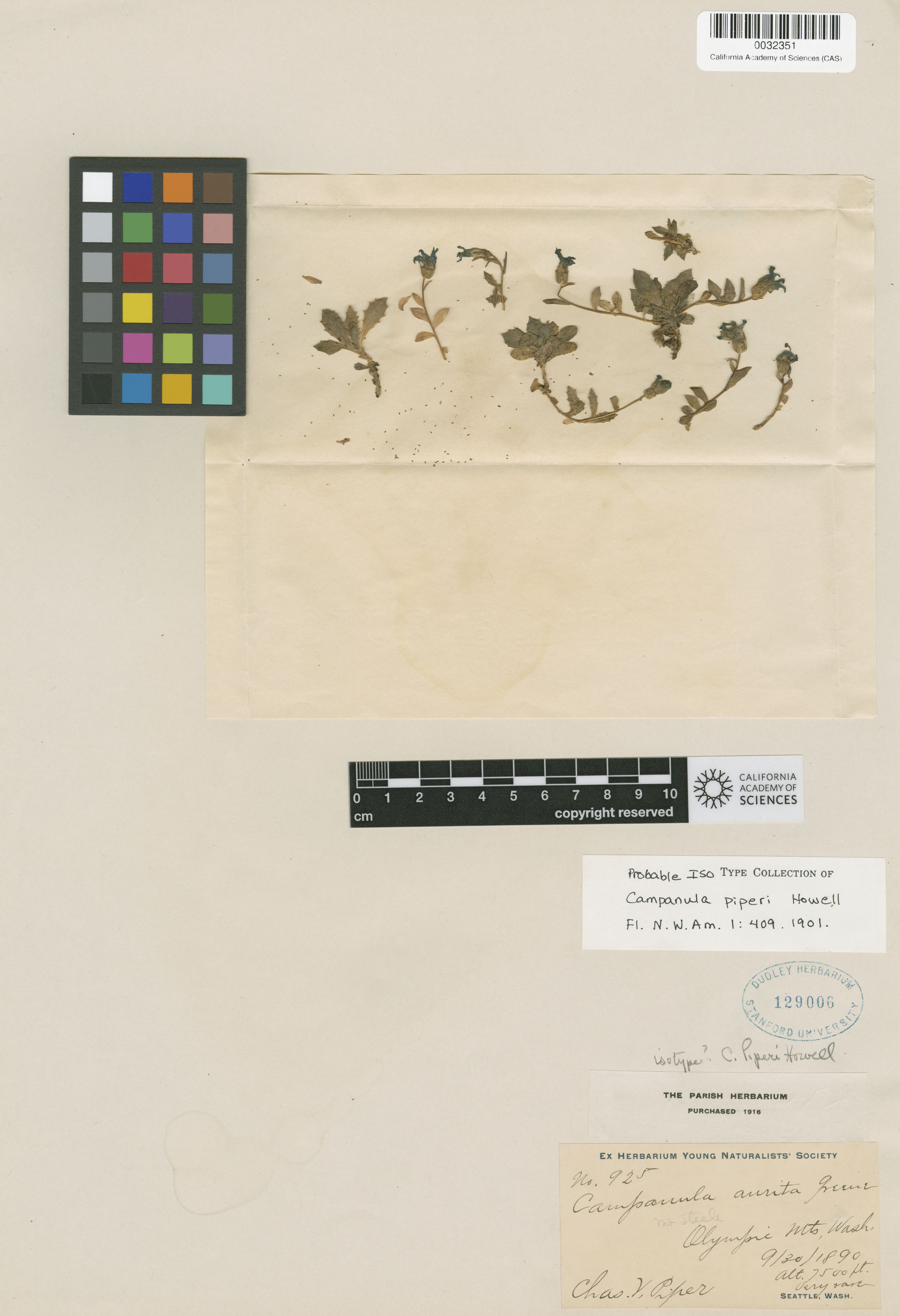 Campanula piperi image