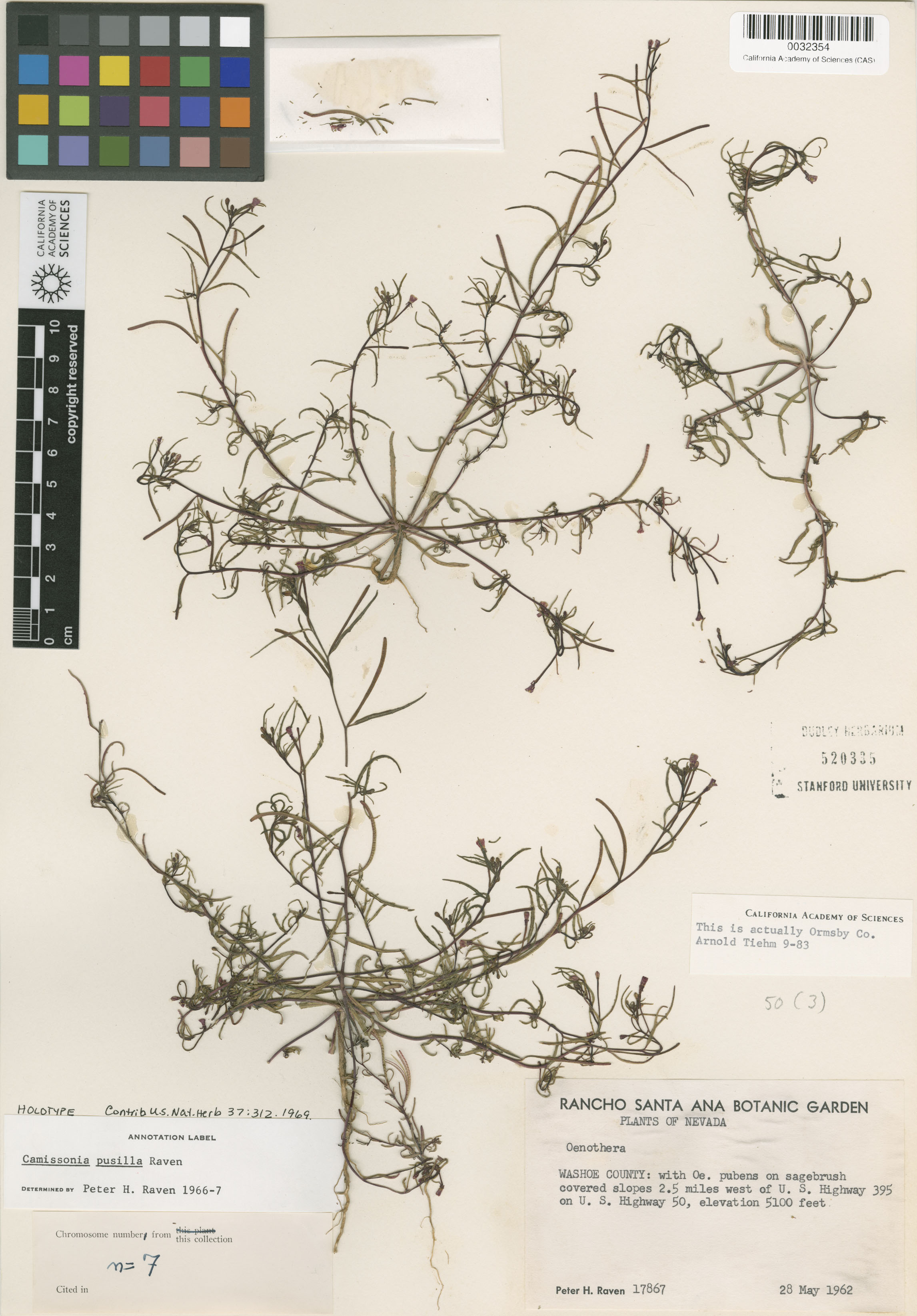 Camissonia pusilla image