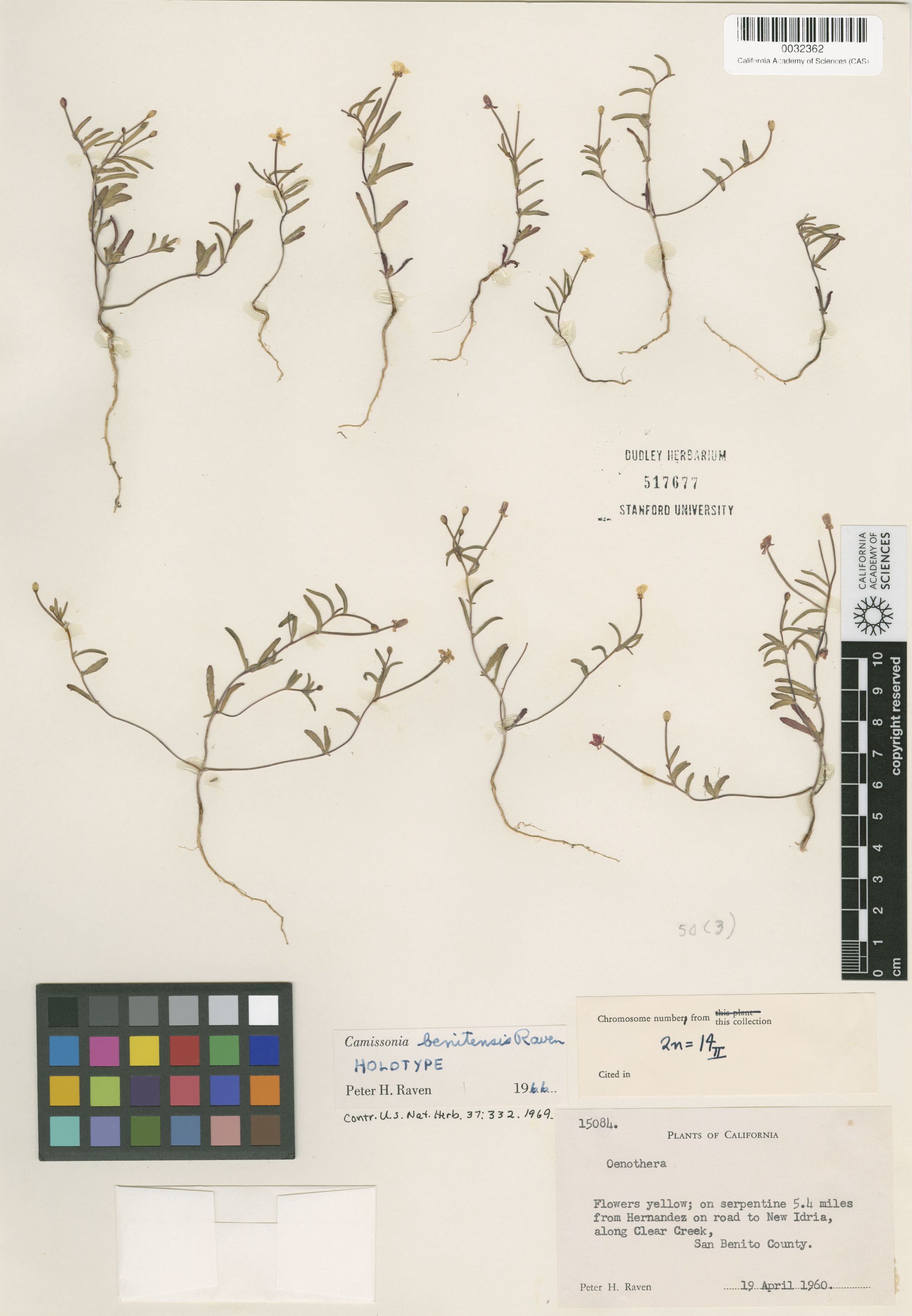 Camissonia benitensis image