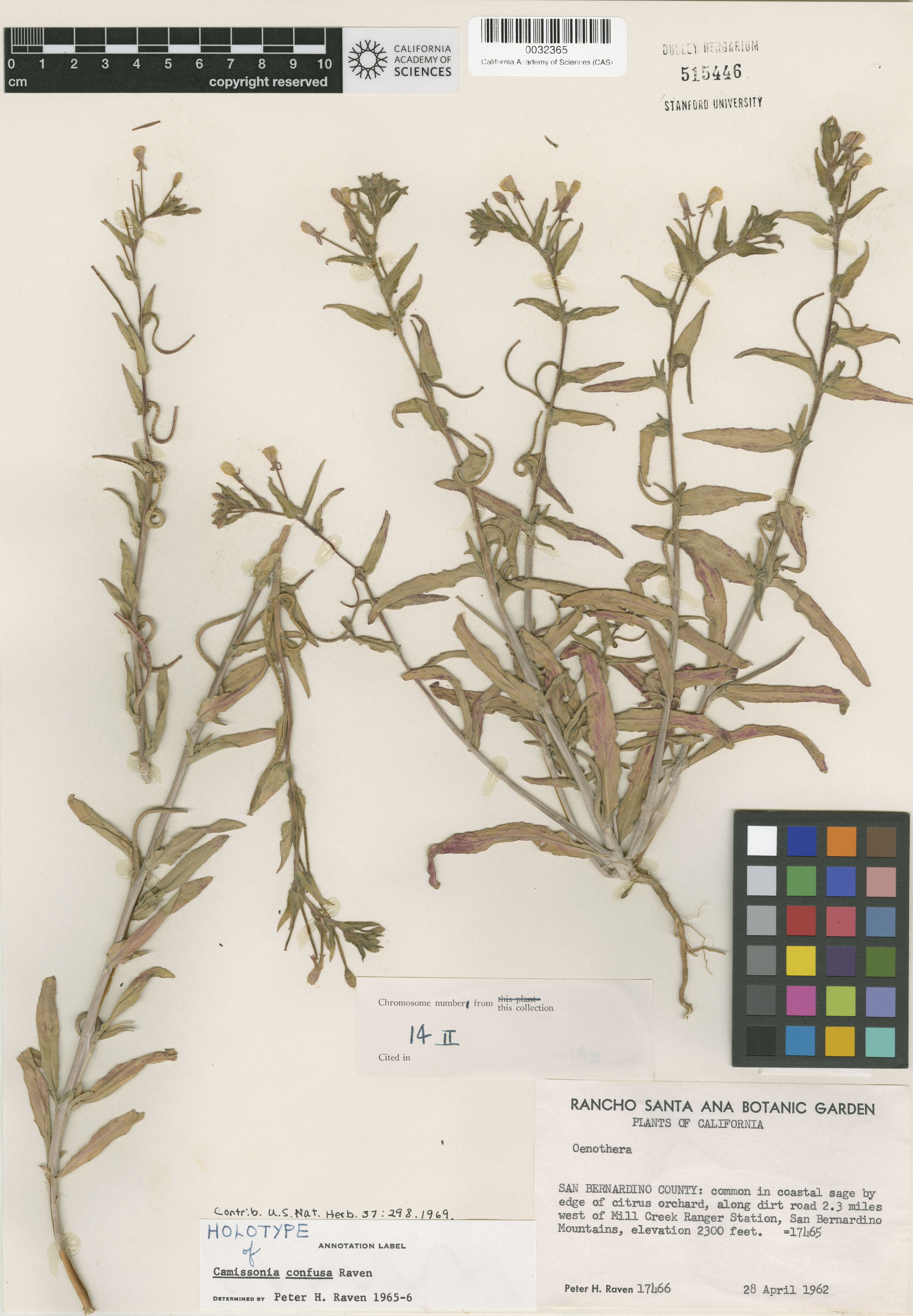 Camissoniopsis confusa image