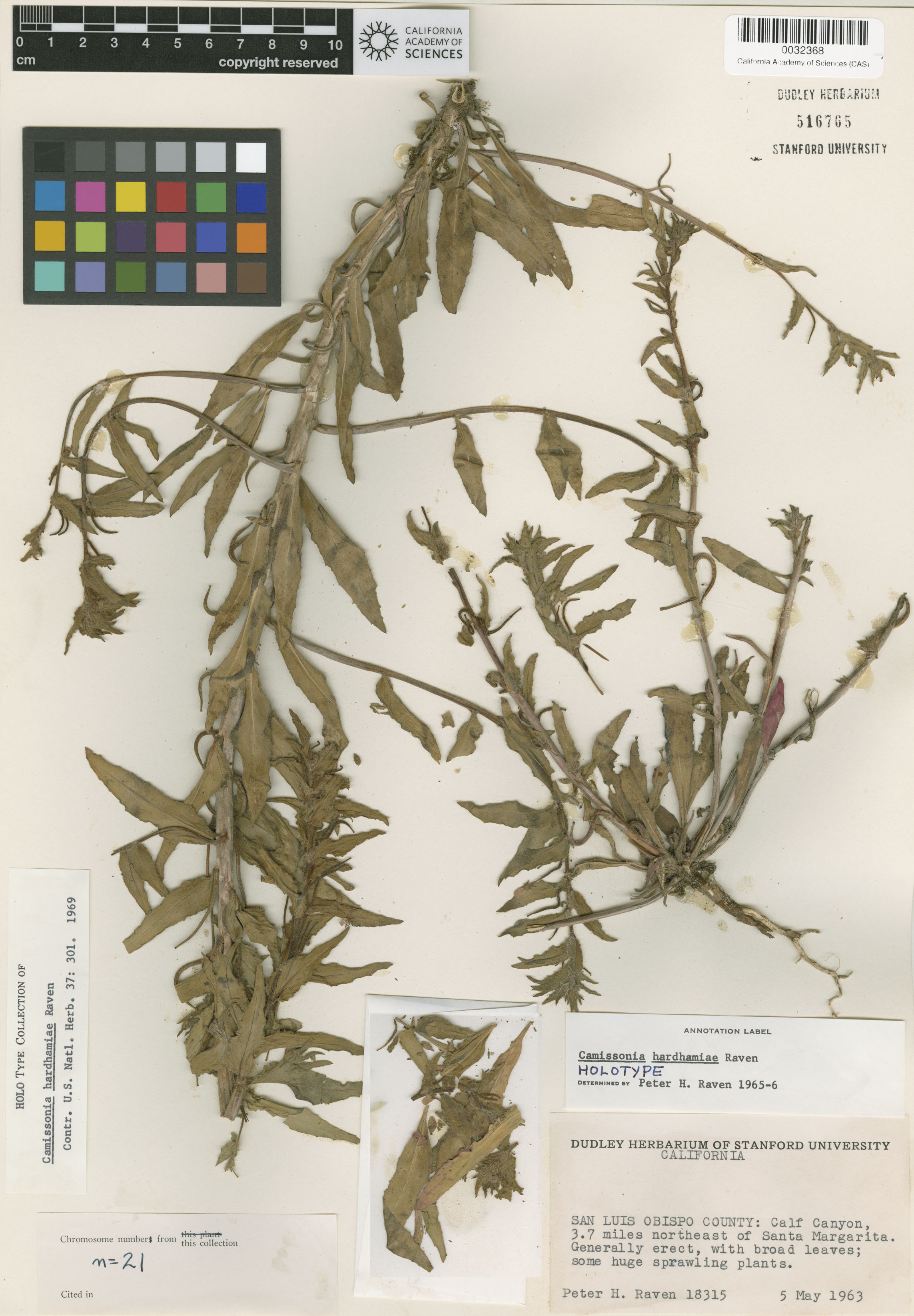 Camissoniopsis hardhamiae image