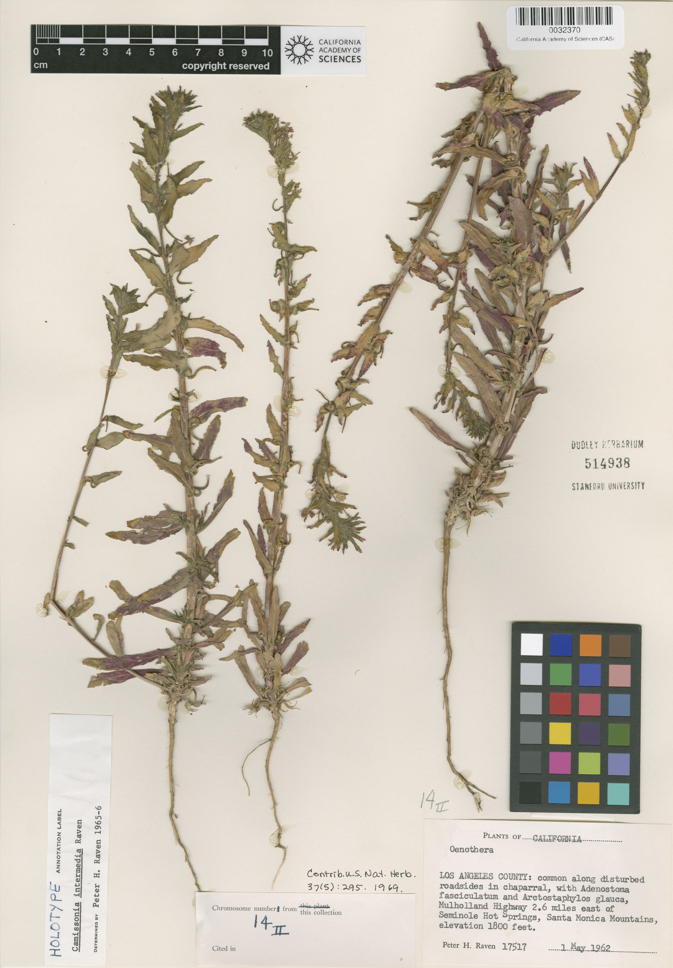 Camissoniopsis intermedia image