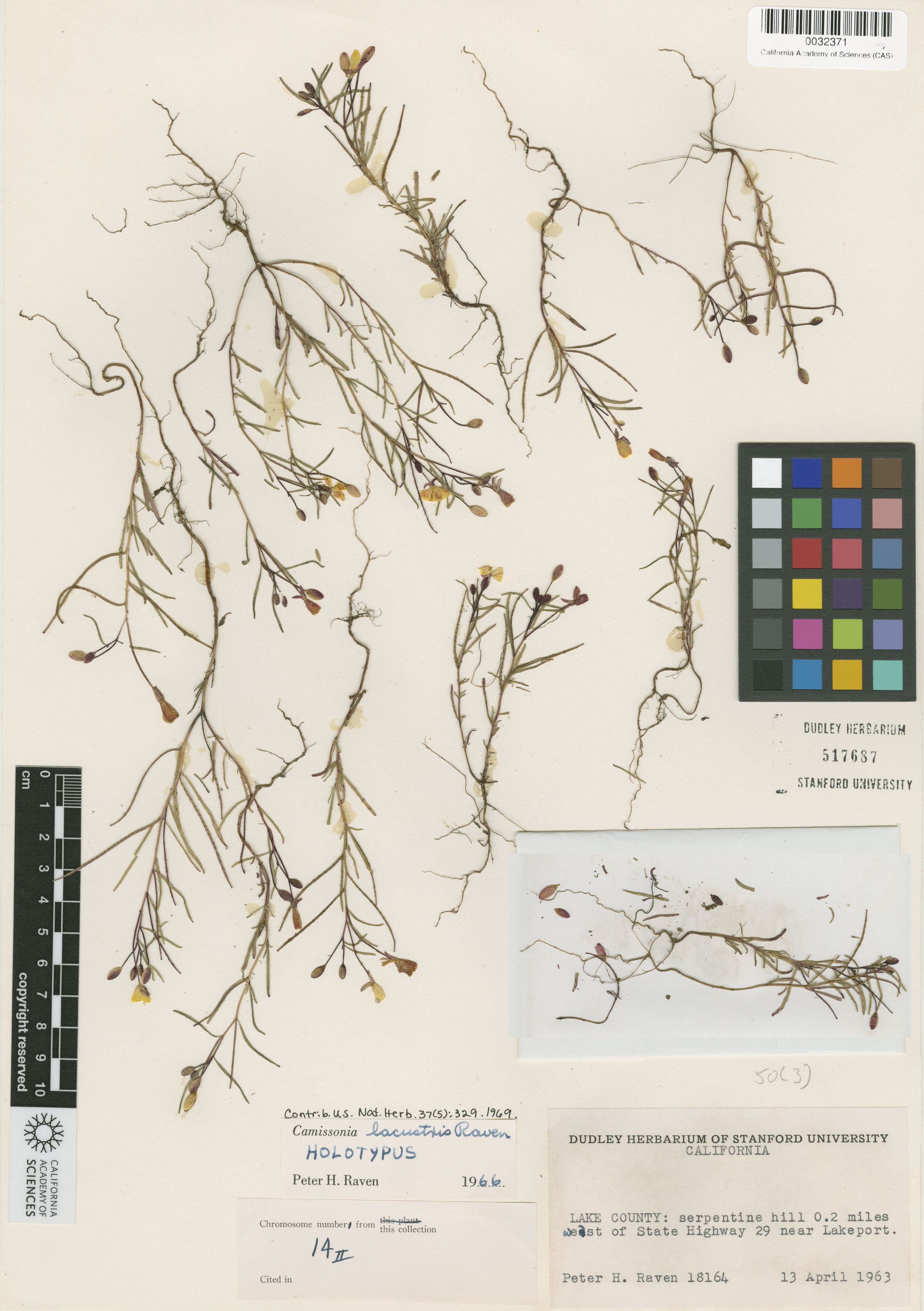 Camissonia lacustris image