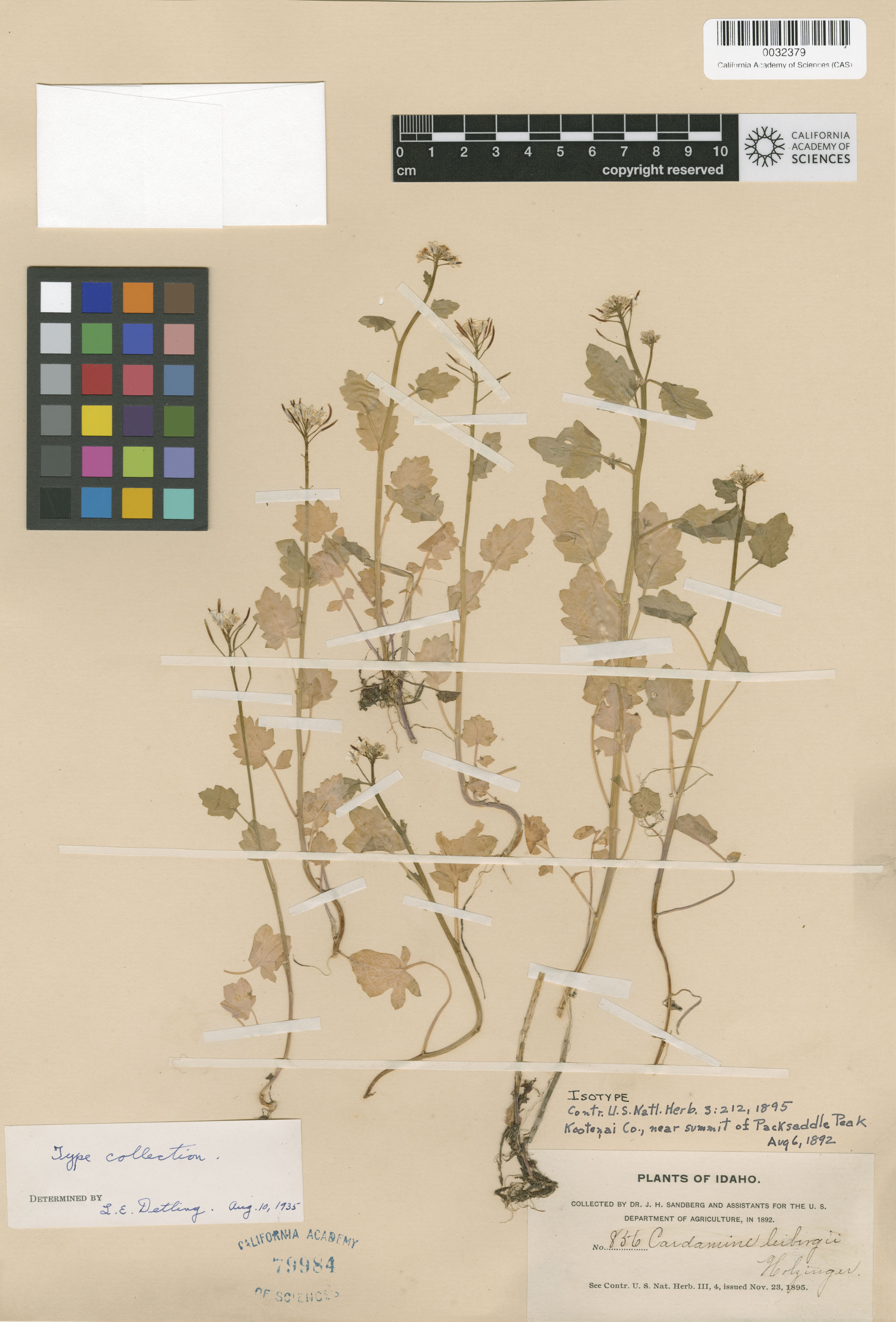 Cardamine breweri image