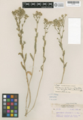 Image of Lepidium appelianum
