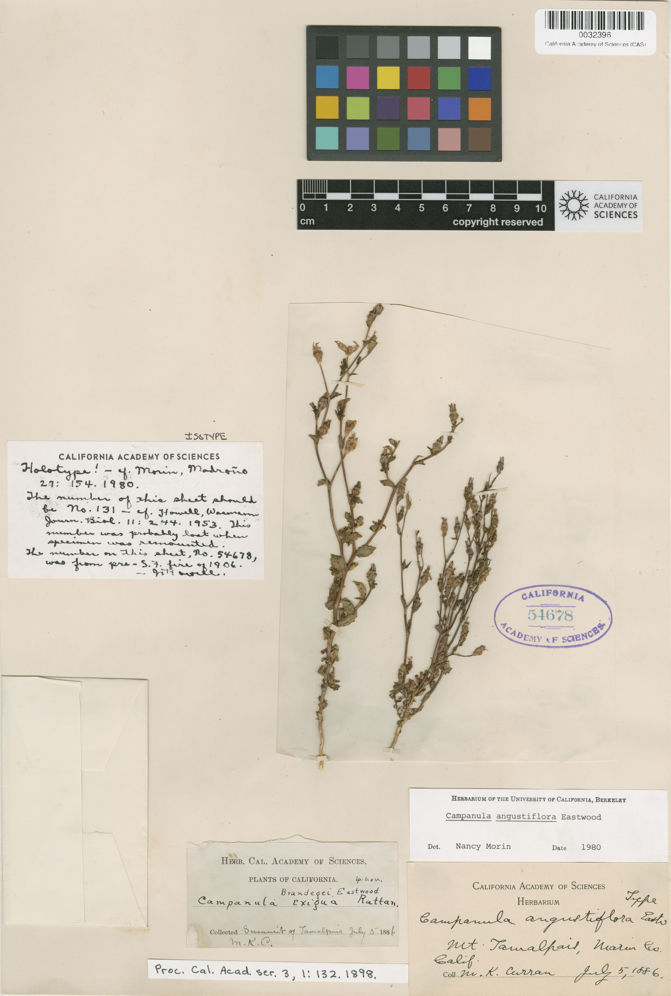 Campanula angustiflora image