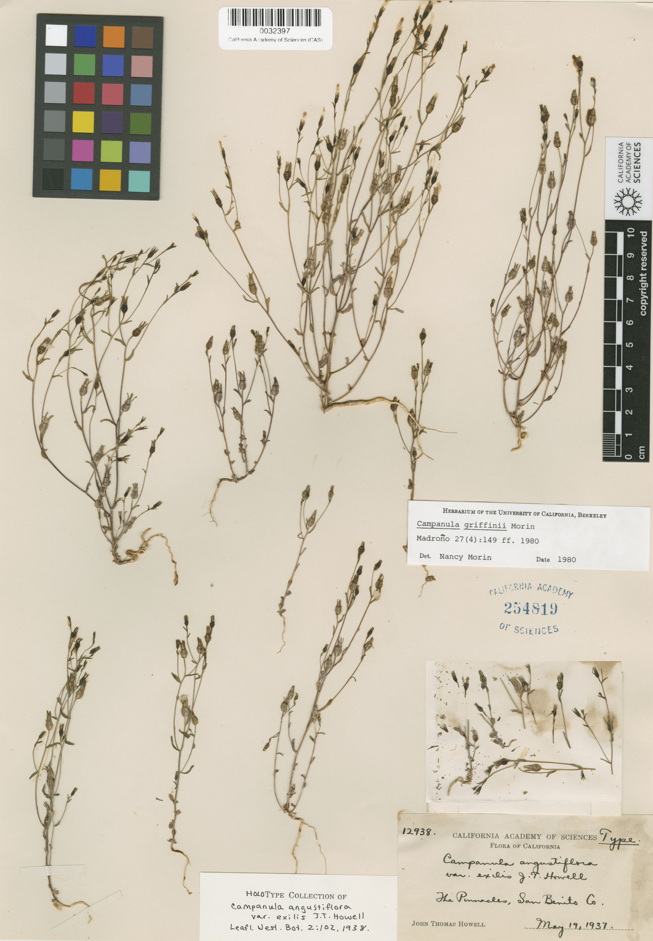 Campanula griffinii image