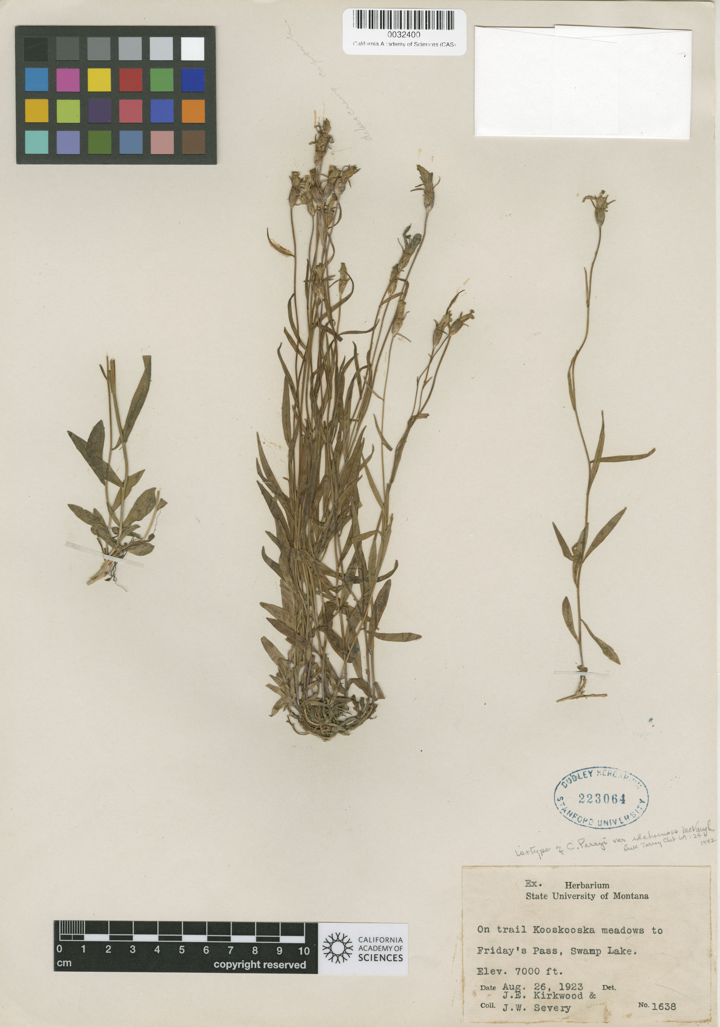 Campanula parryi image