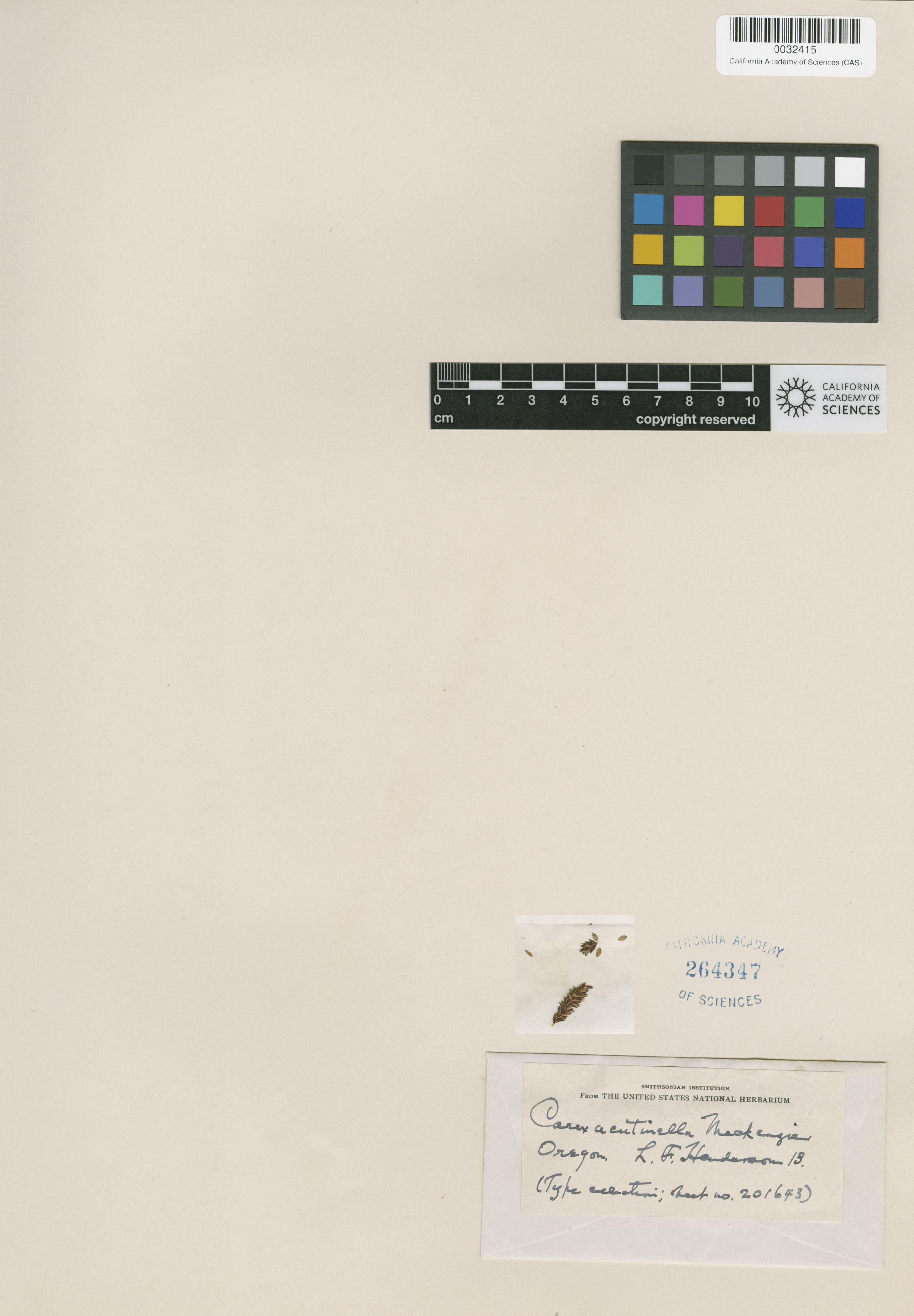 Carex acutinella image