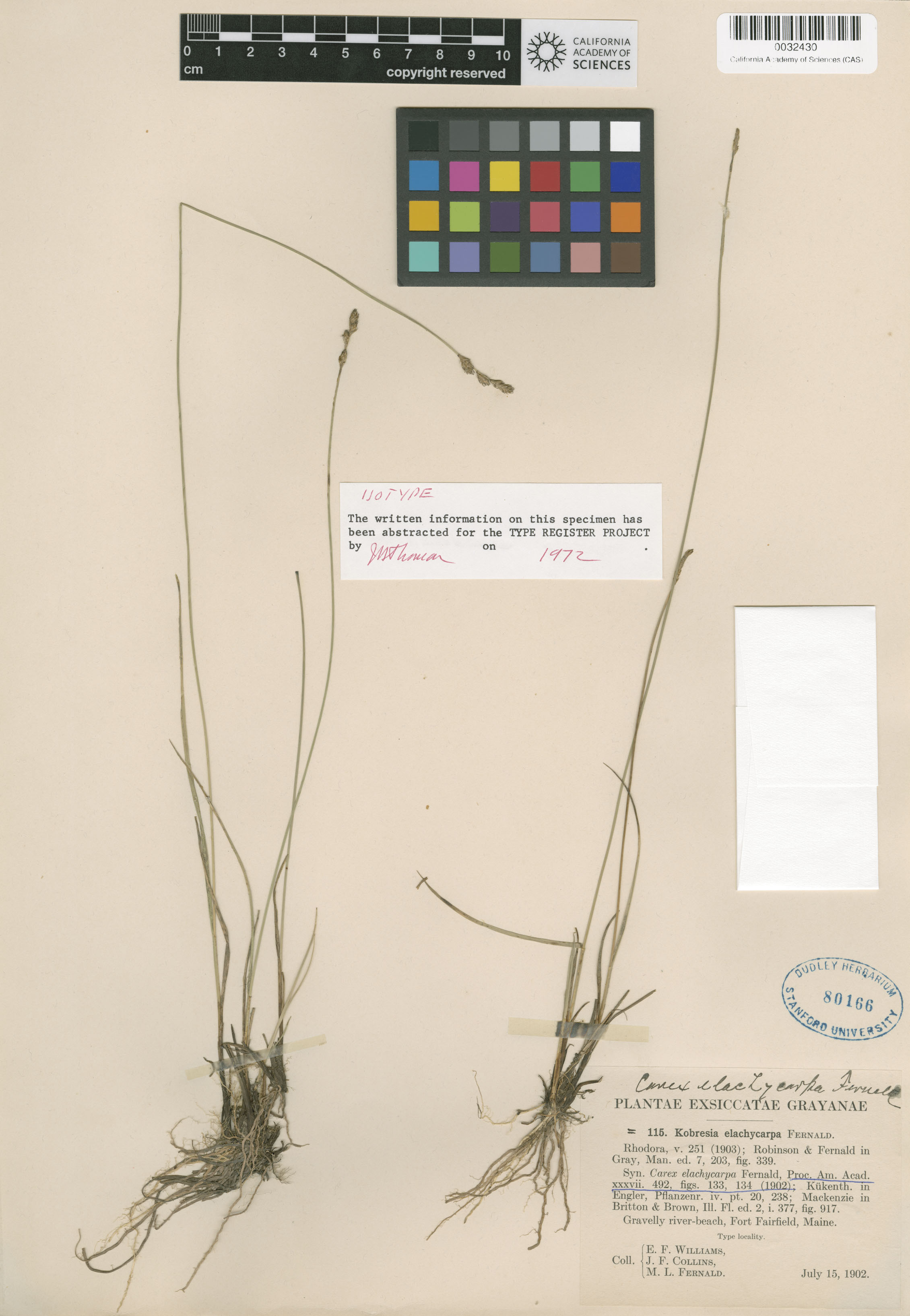 Carex sterilis image