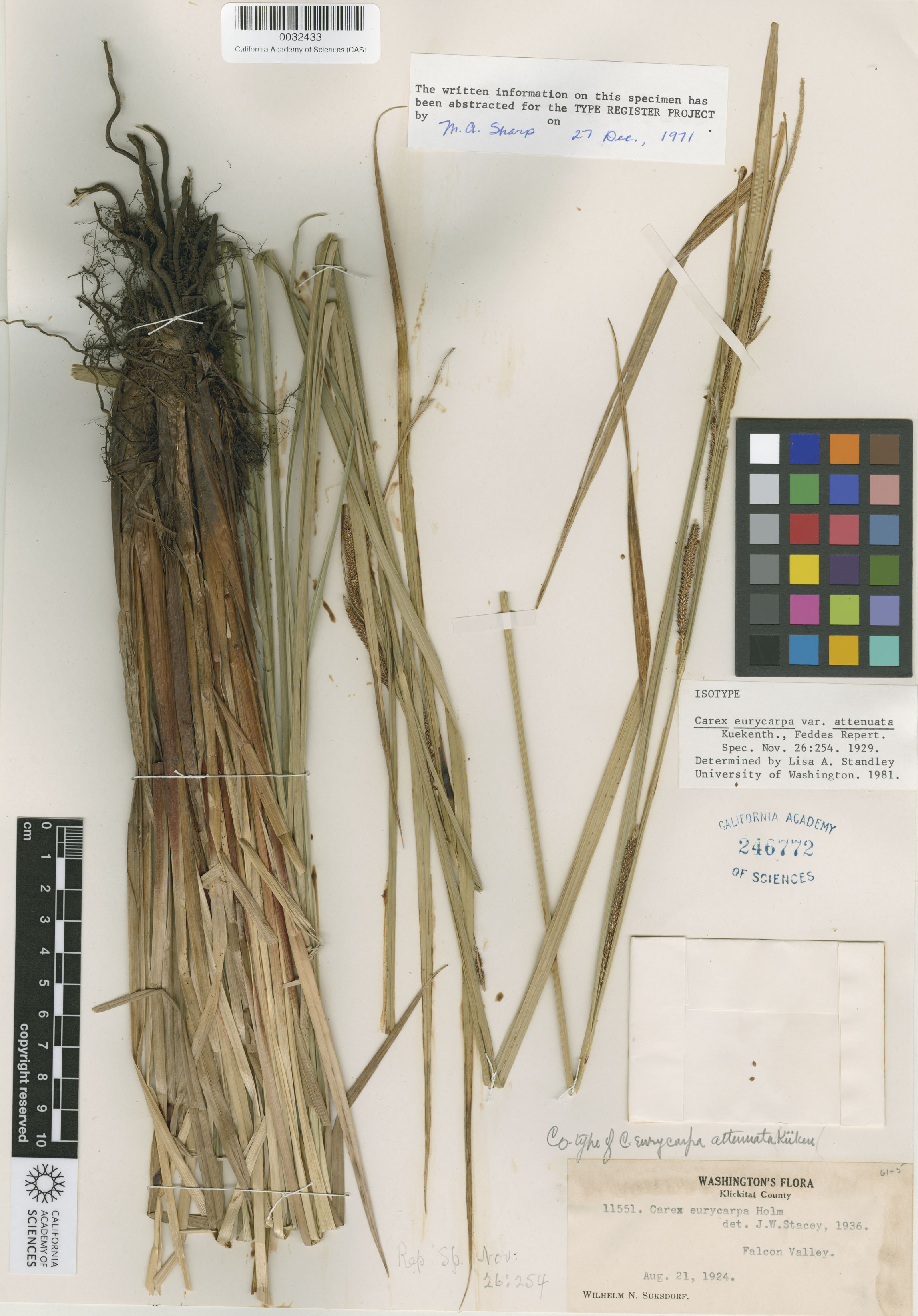 Carex angustata image