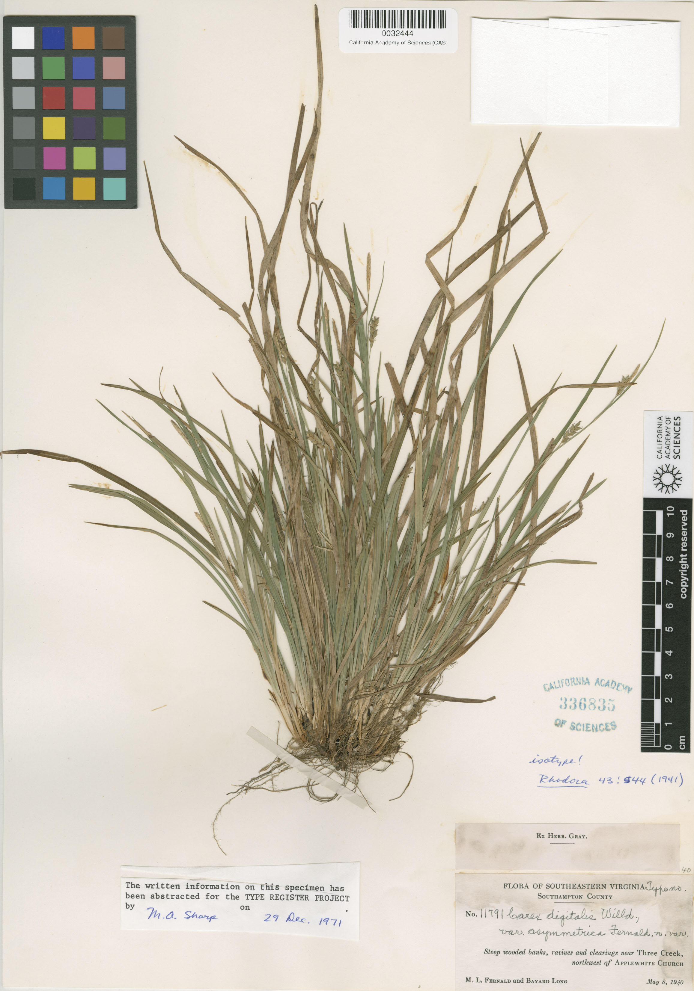 Carex digitalis image