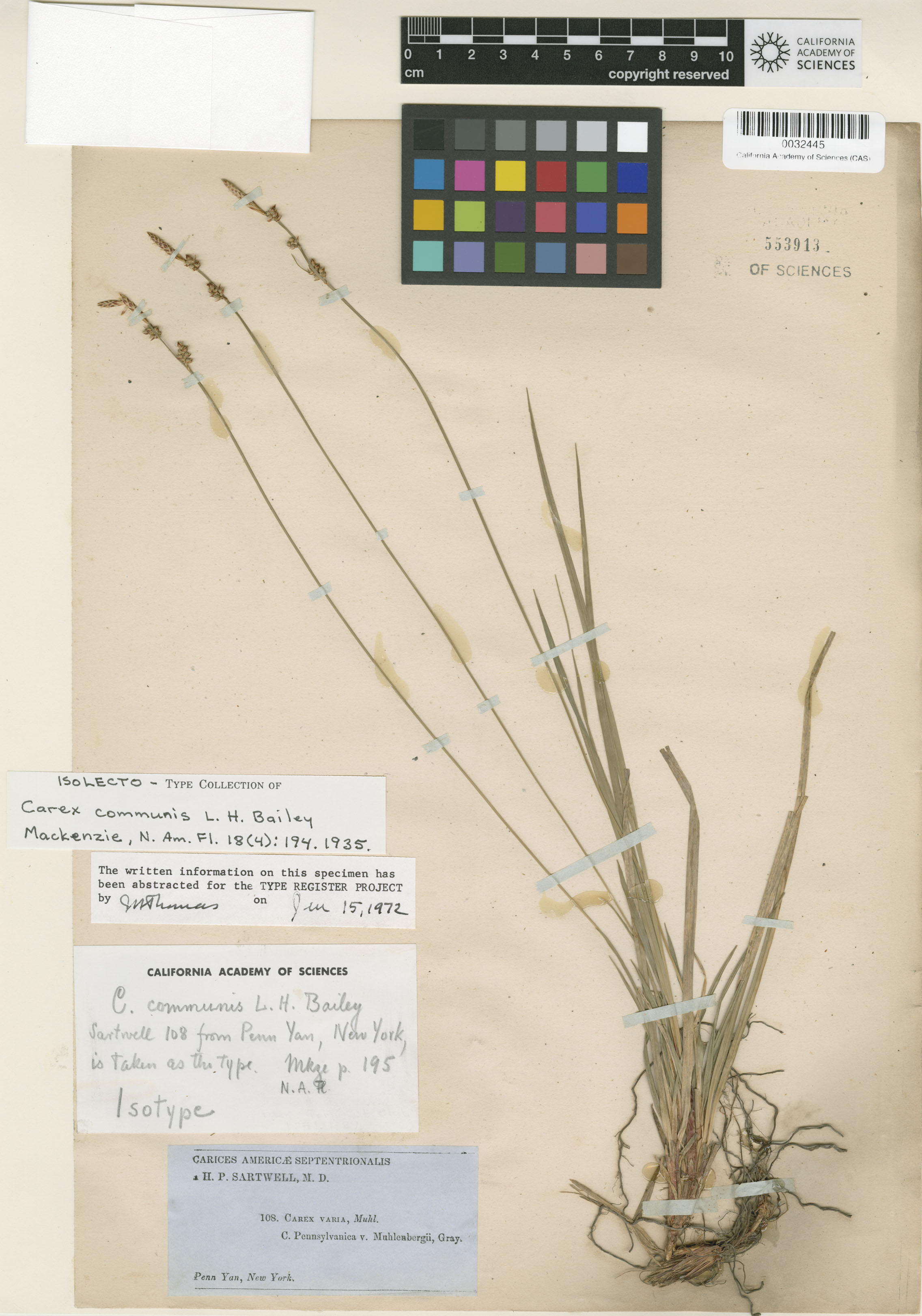 Carex communis image