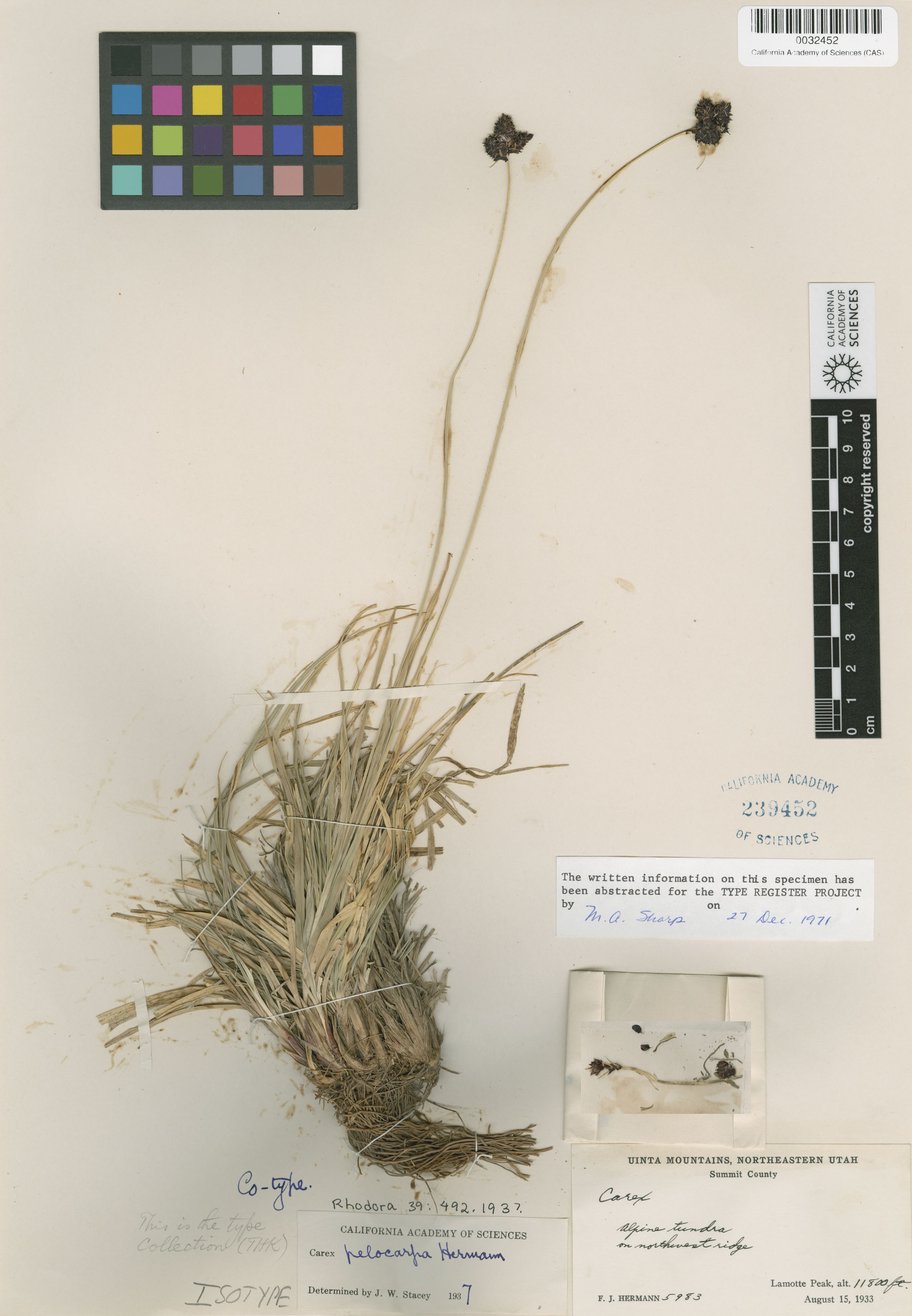 Carex pelocarpa image