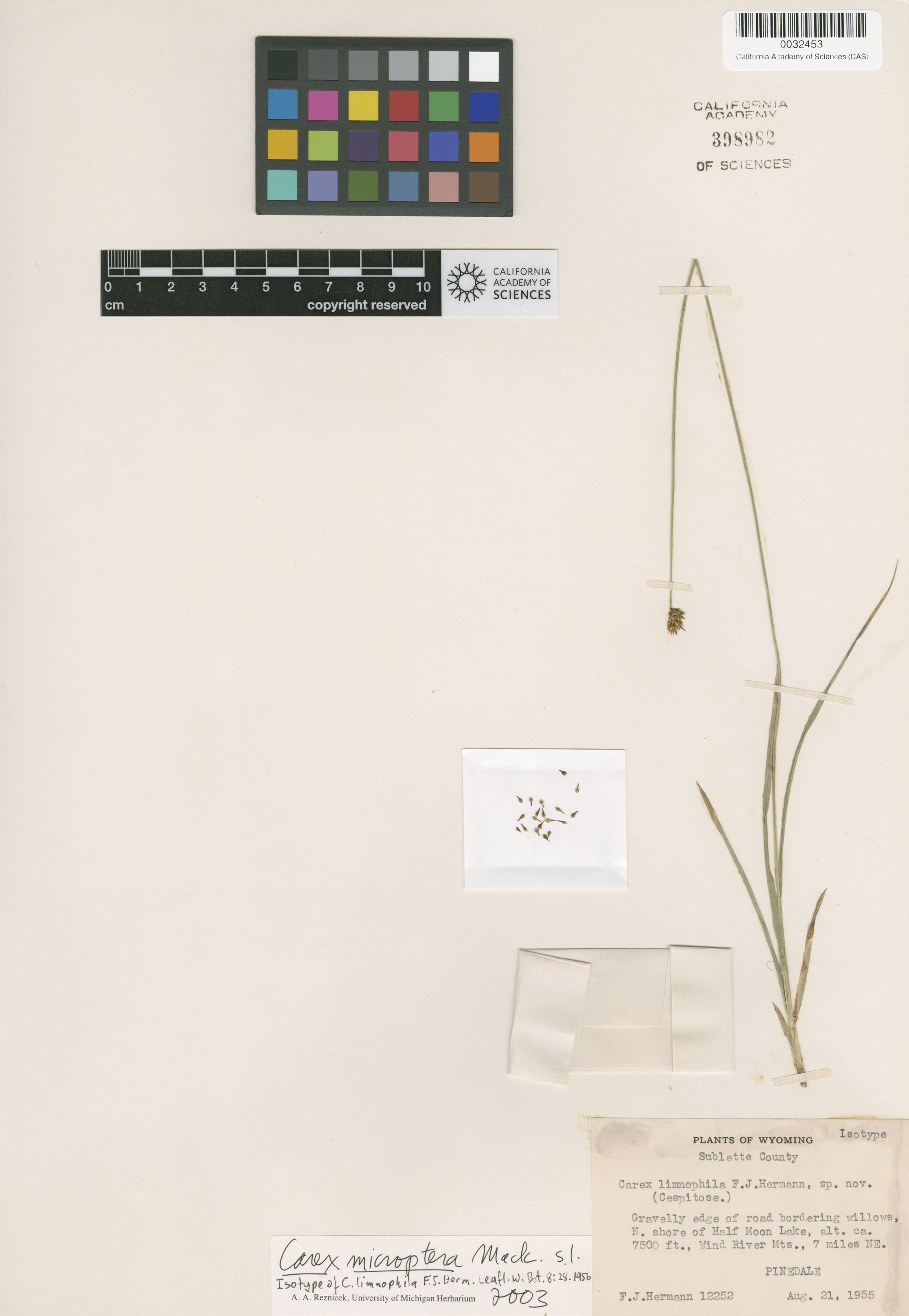 Carex microptera image