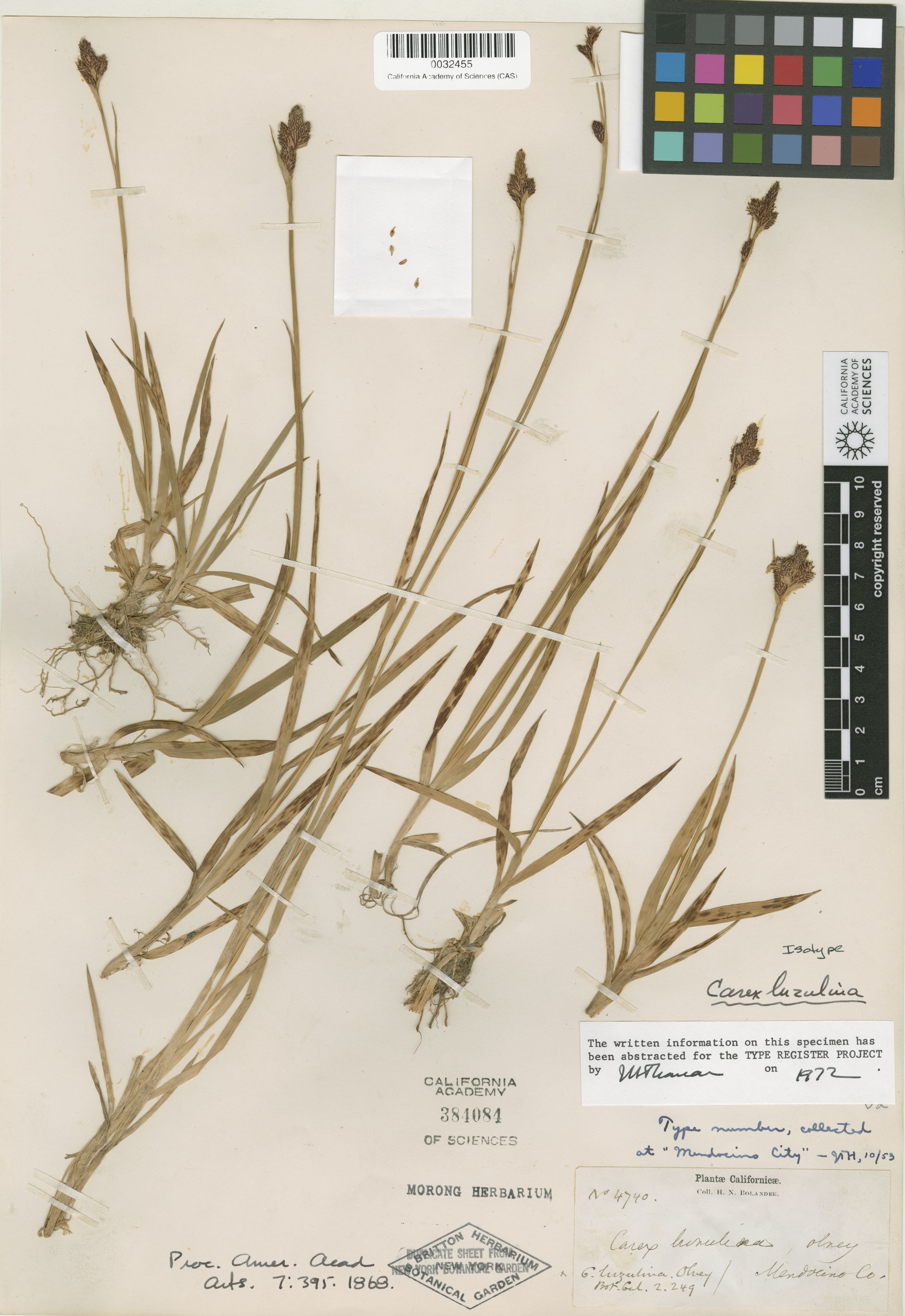 Carex luzulina image