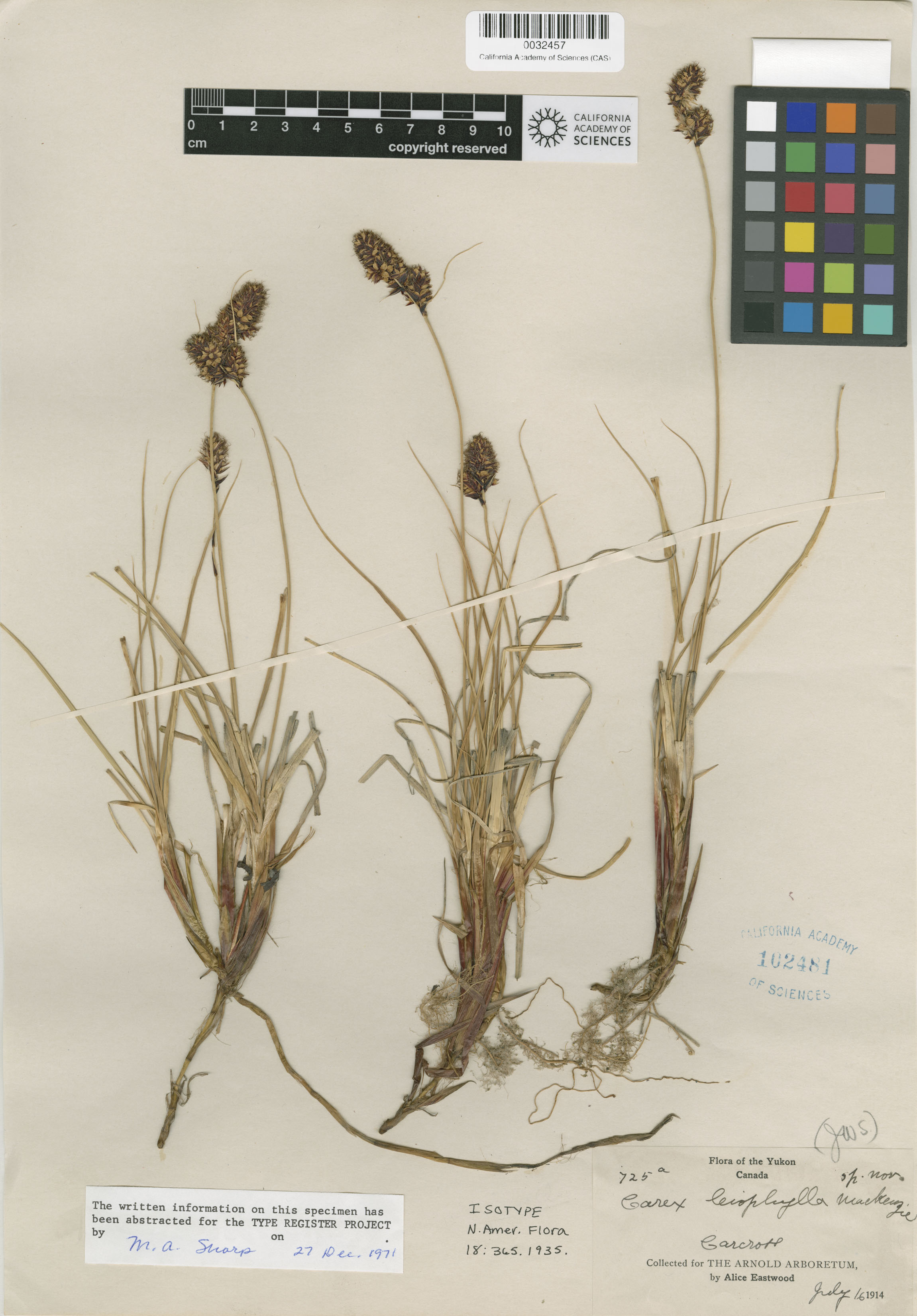 Carex sabulosa image