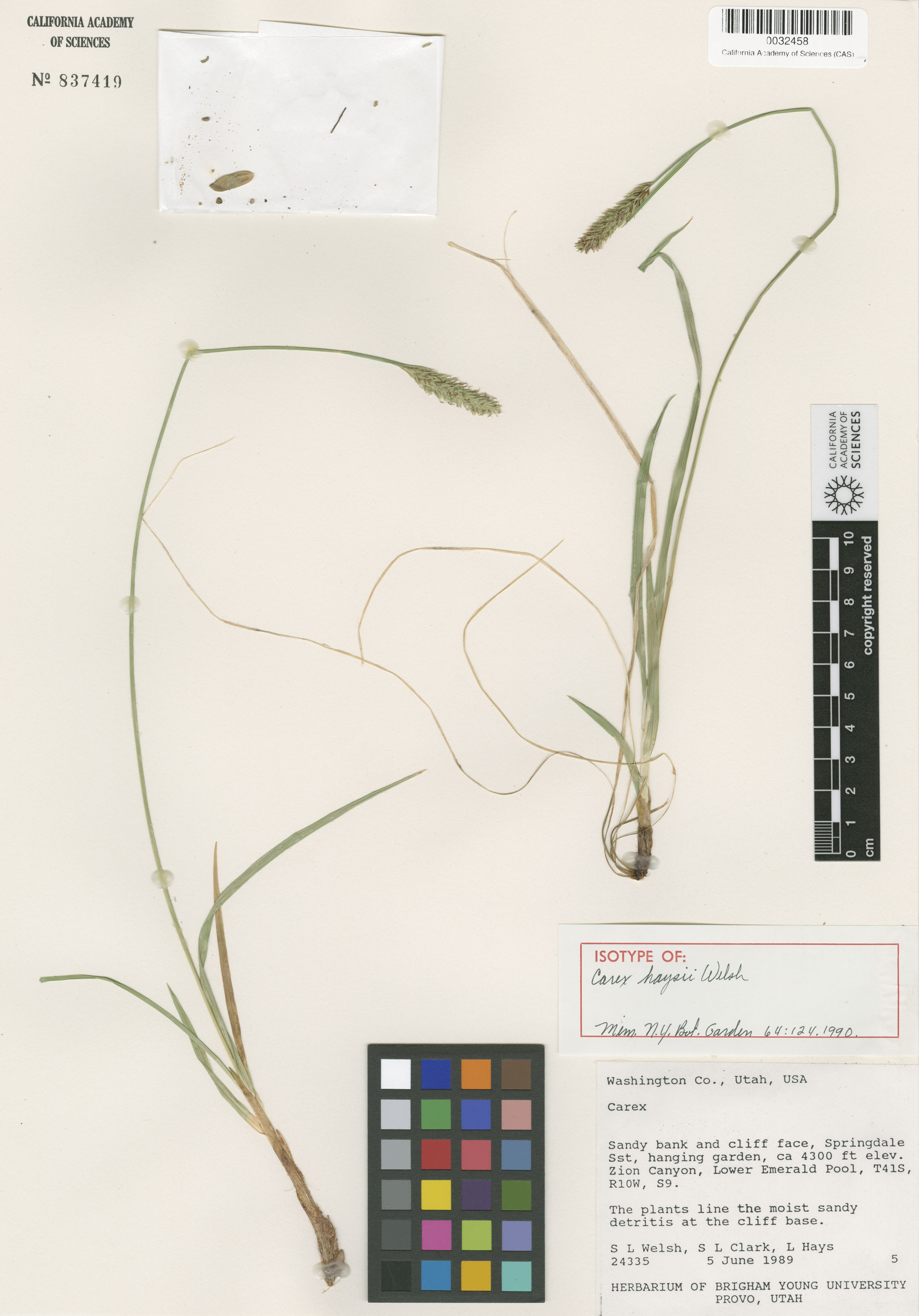 Carex curatorum image
