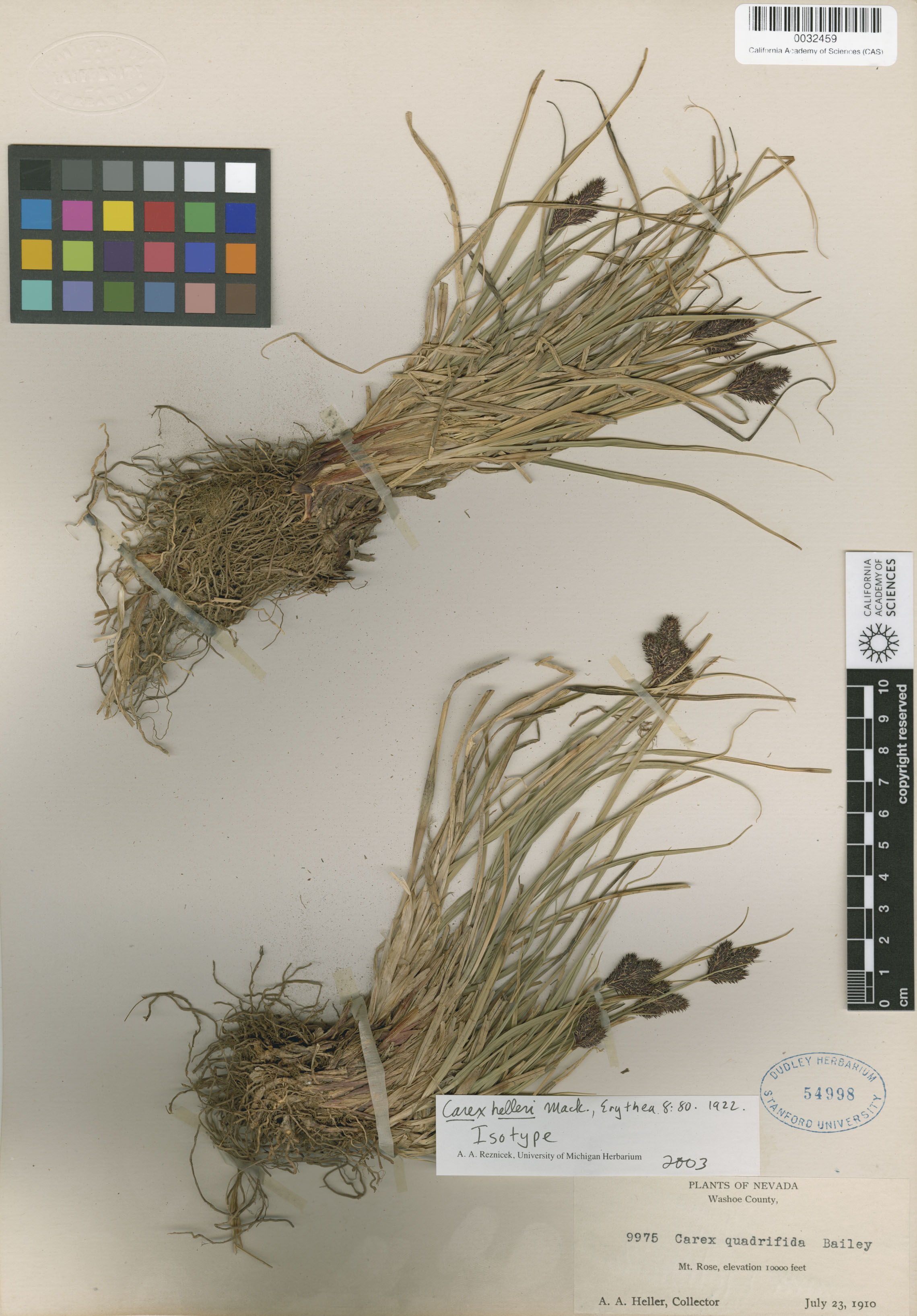 Carex helleri image