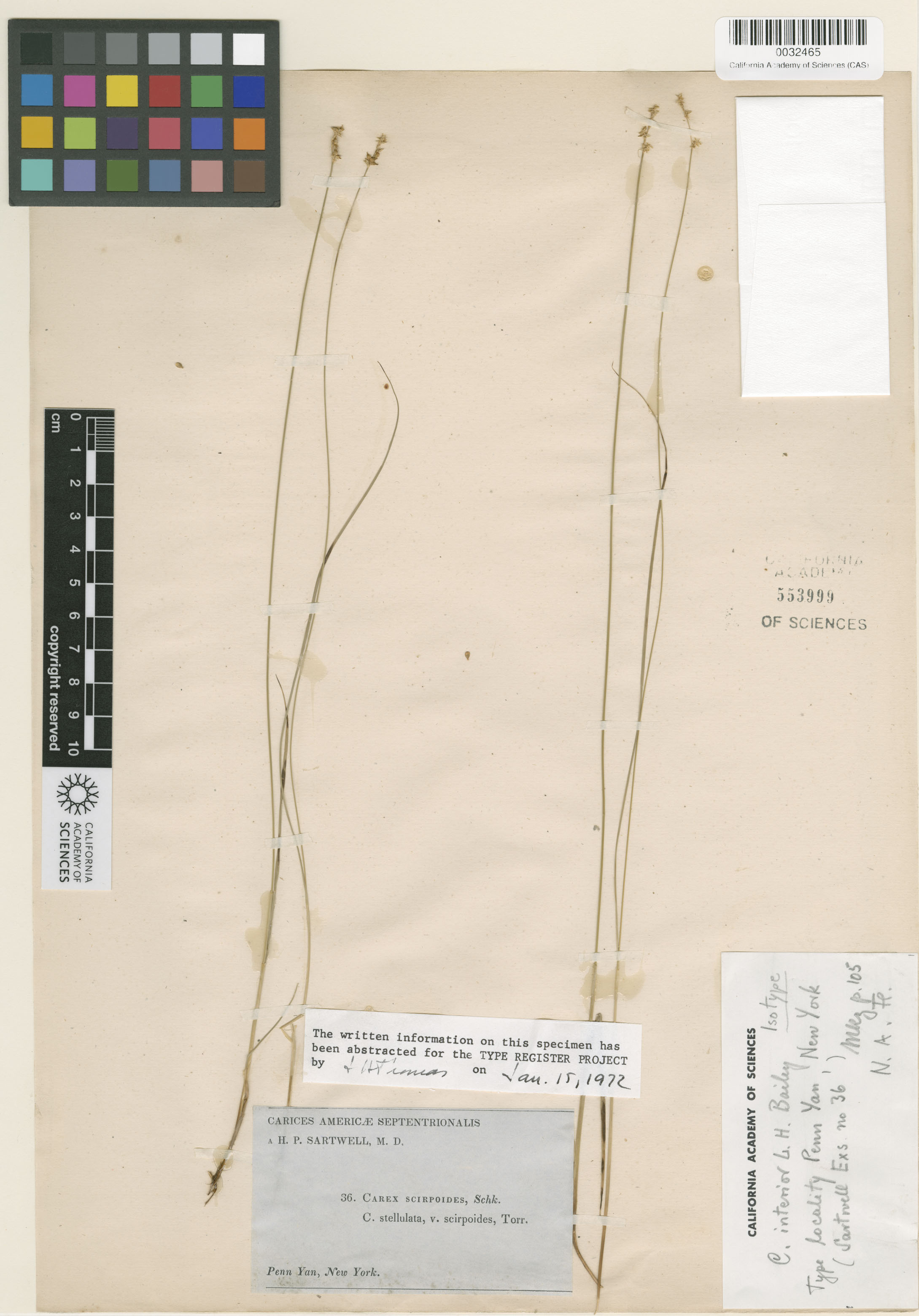 Carex interior image