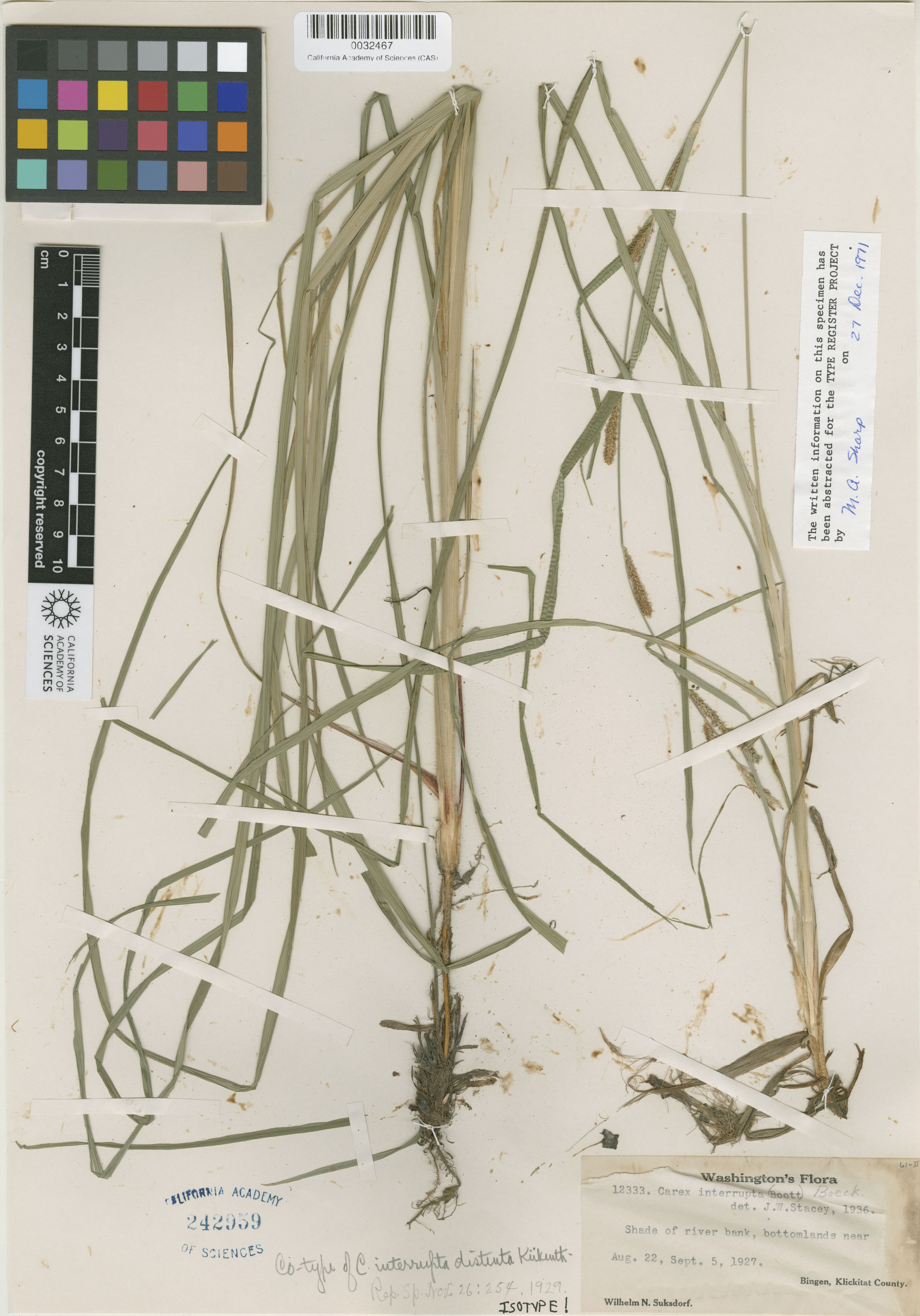 Carex interrupta image