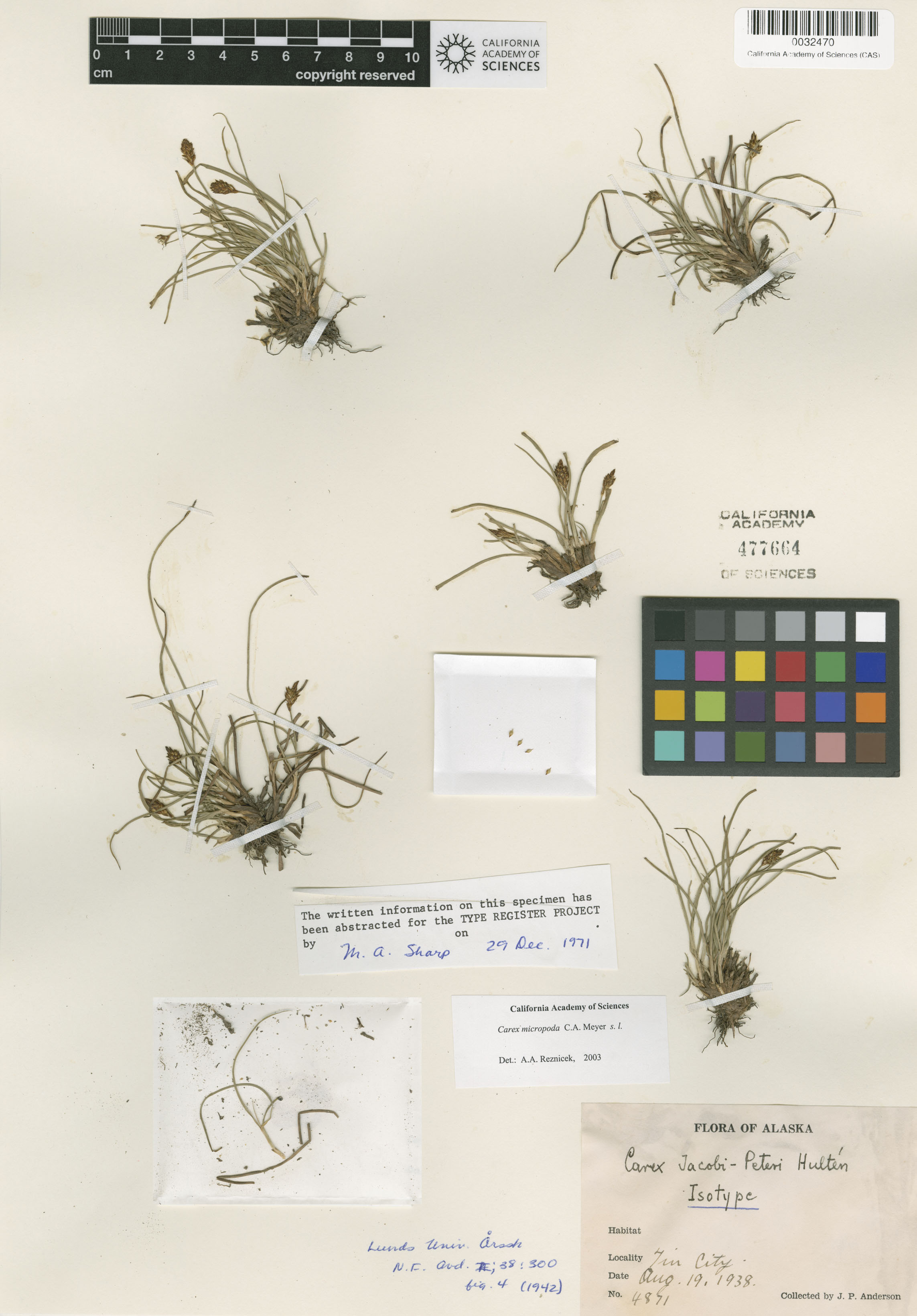 Carex micropoda image