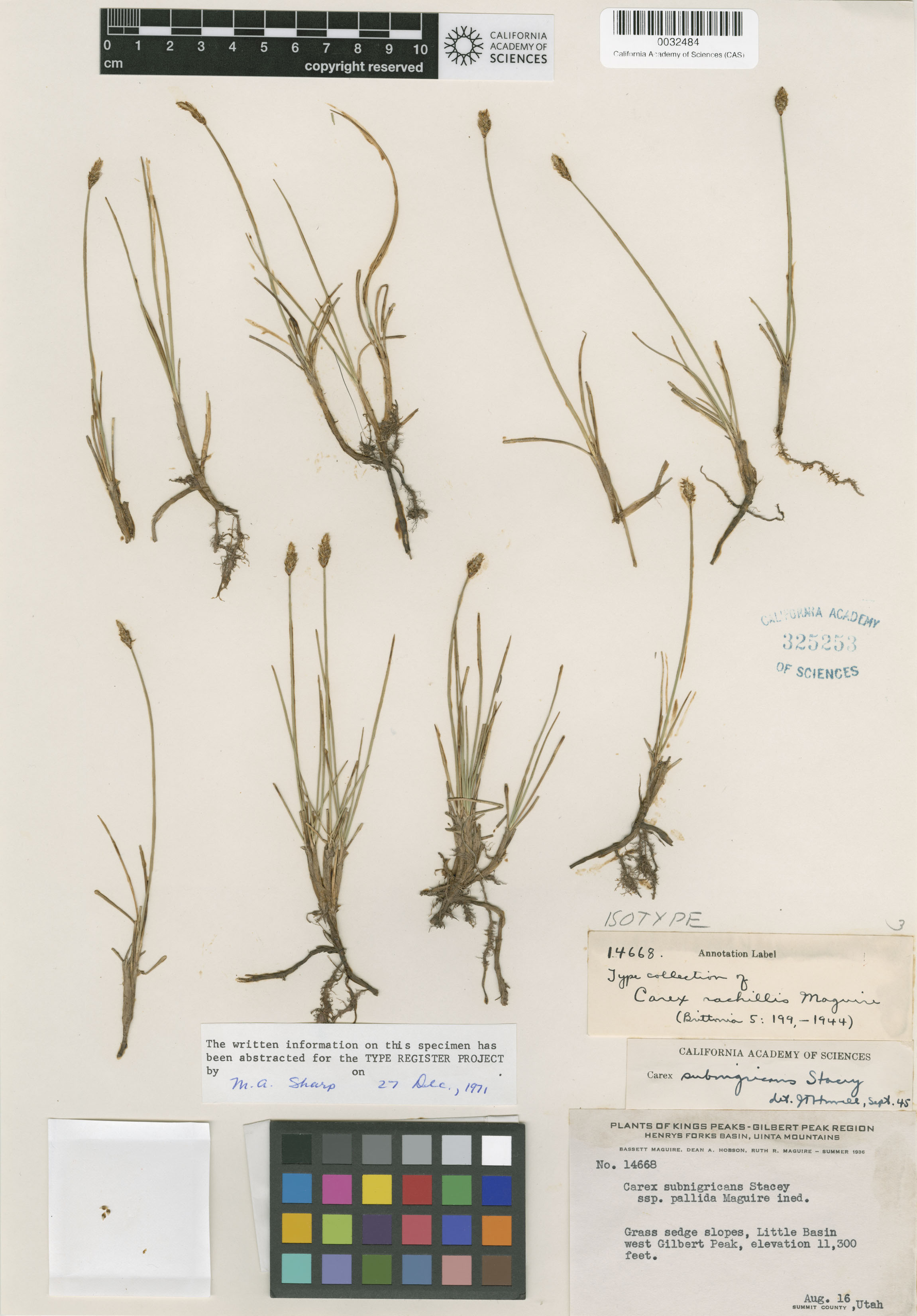 Carex subnigricans image