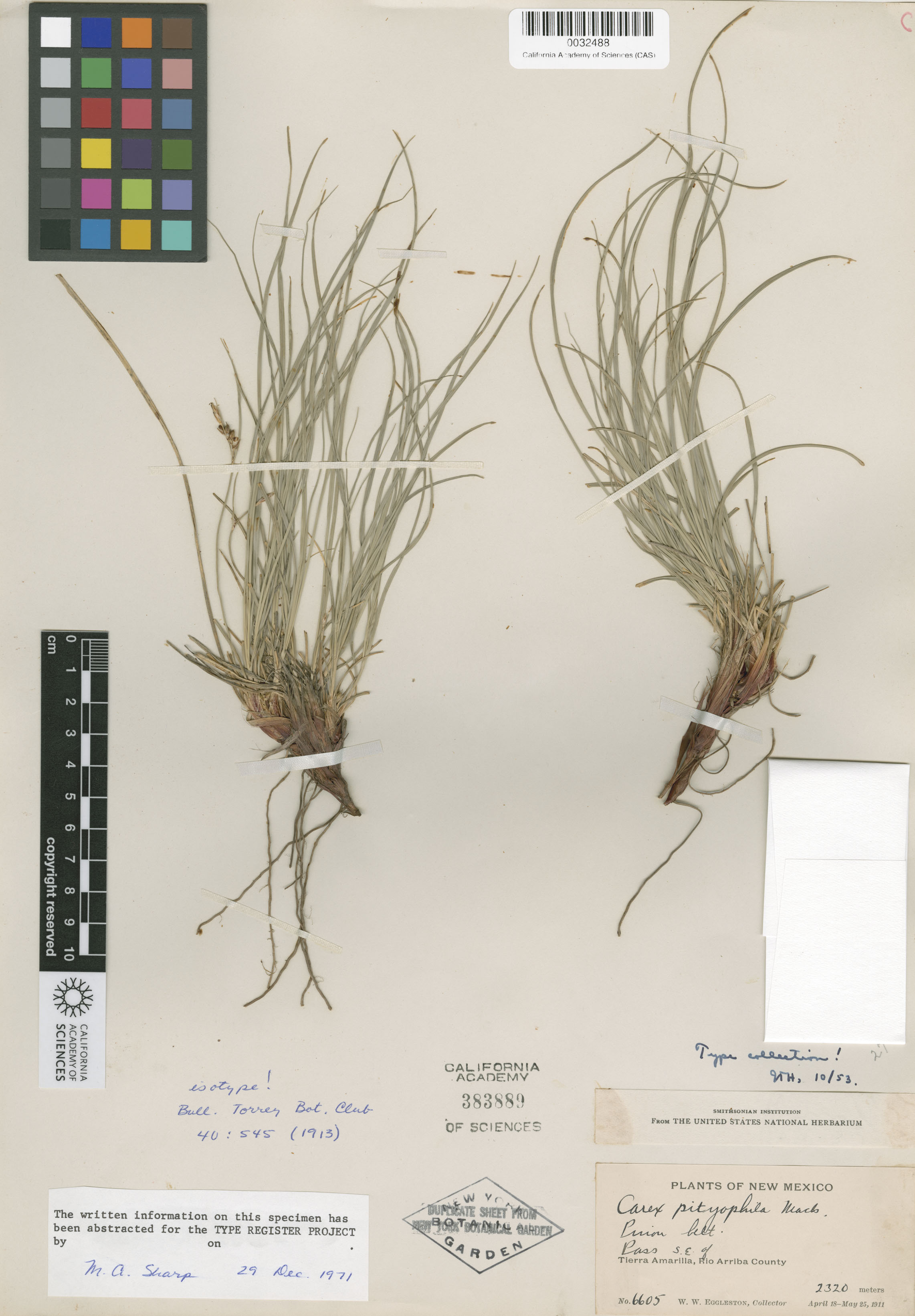 Carex pityophila image