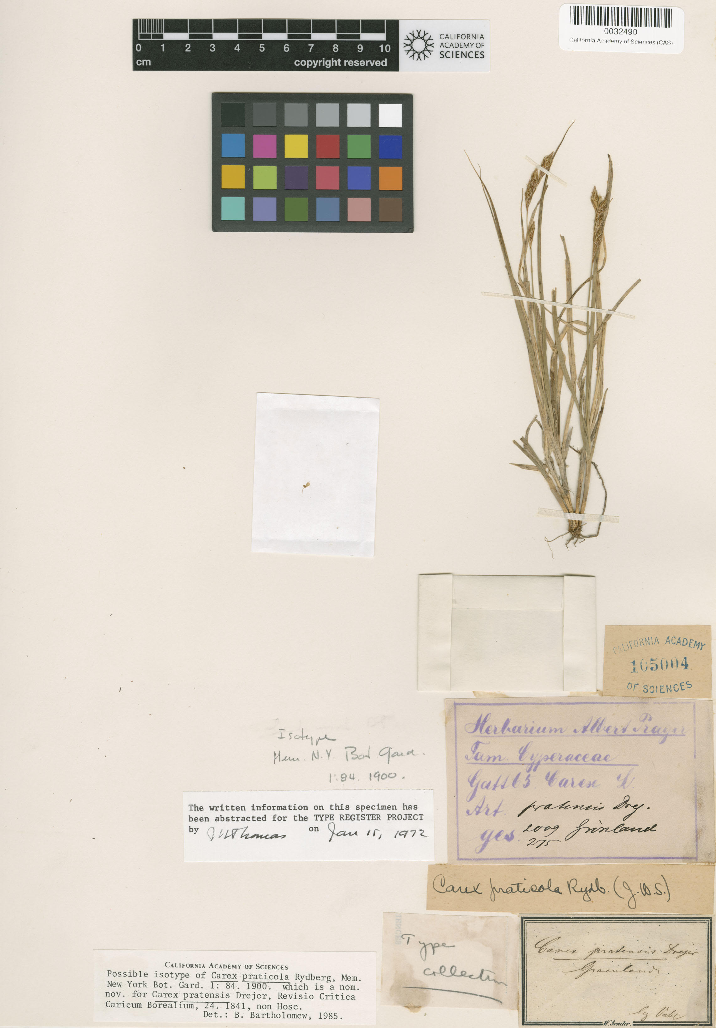 Carex praticola image