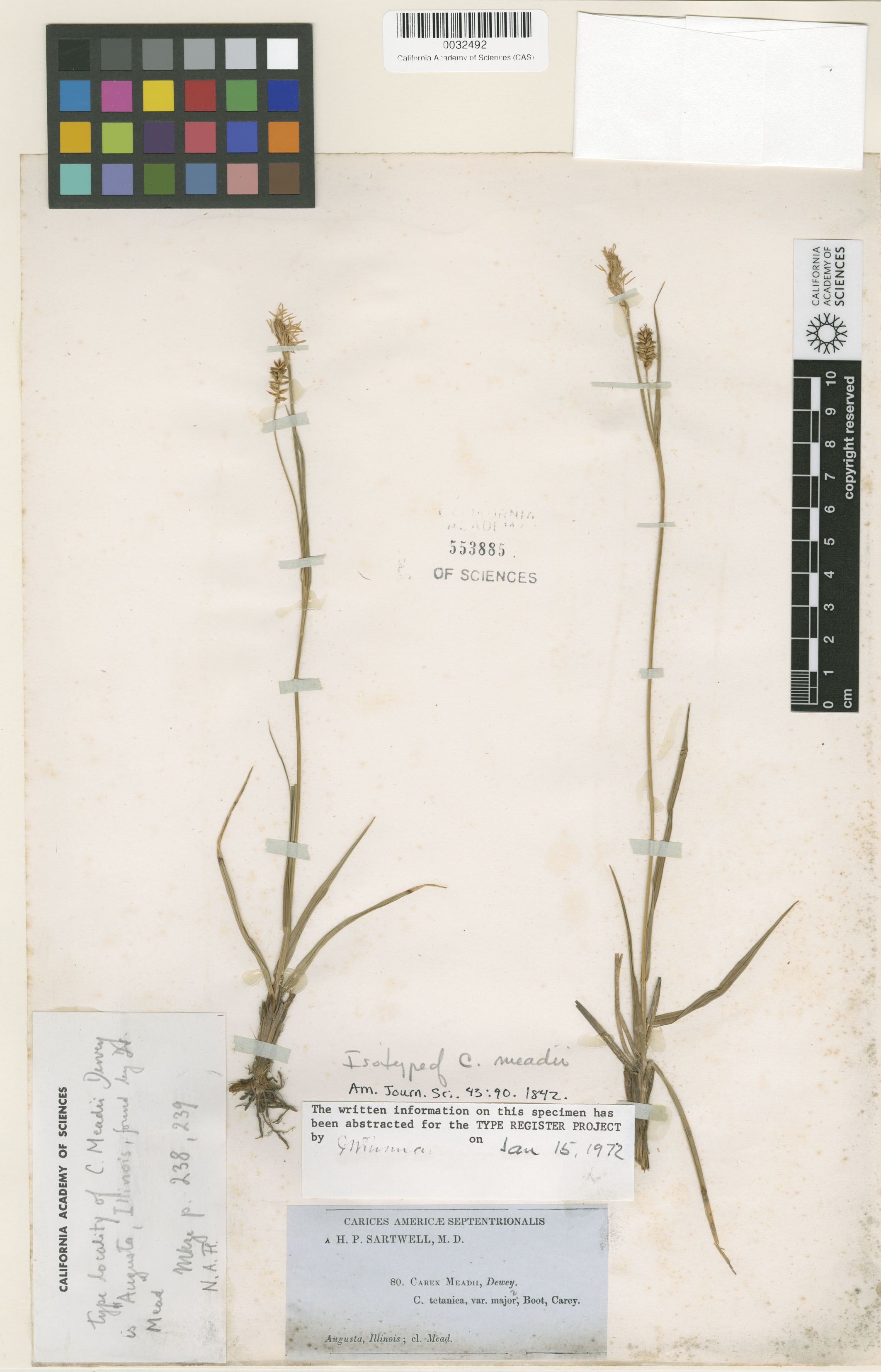 Carex meadii image