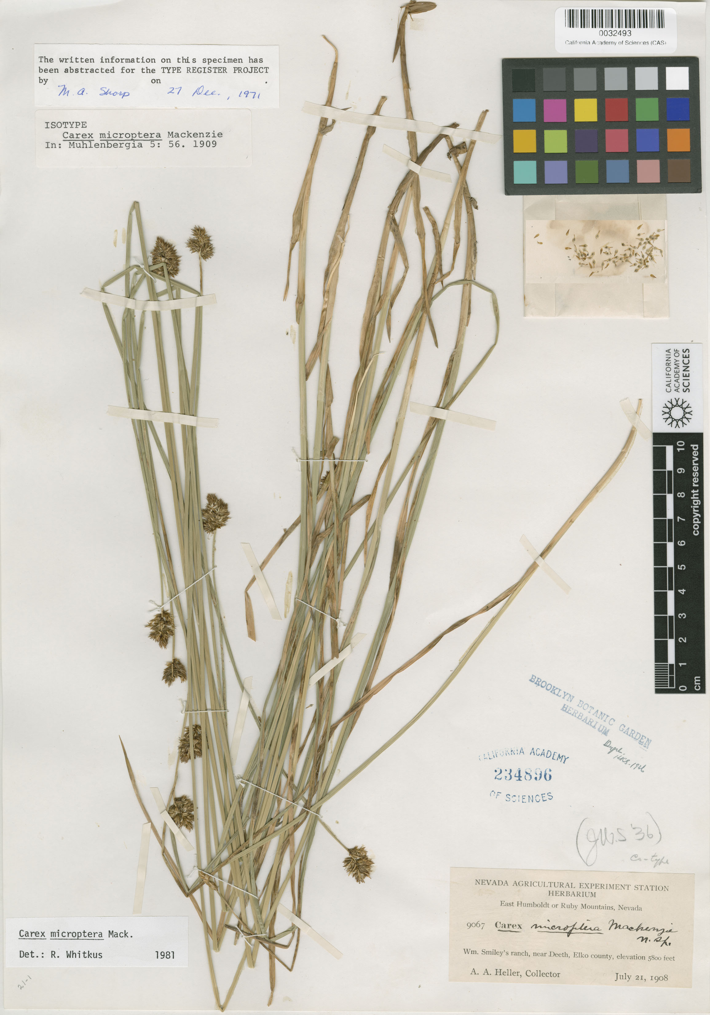 Carex microptera image