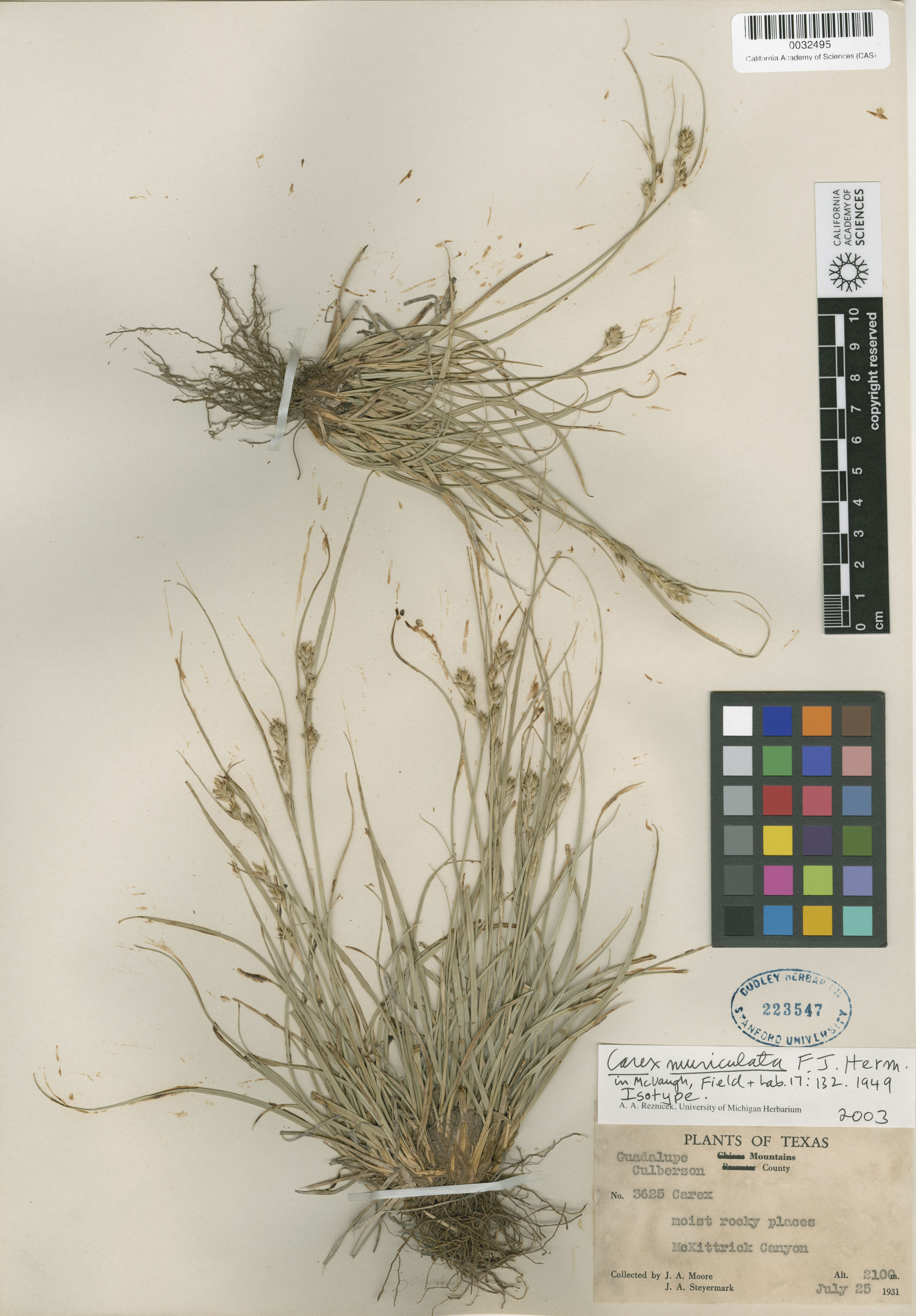 Carex muriculata image