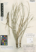 Carex tompkinsii image