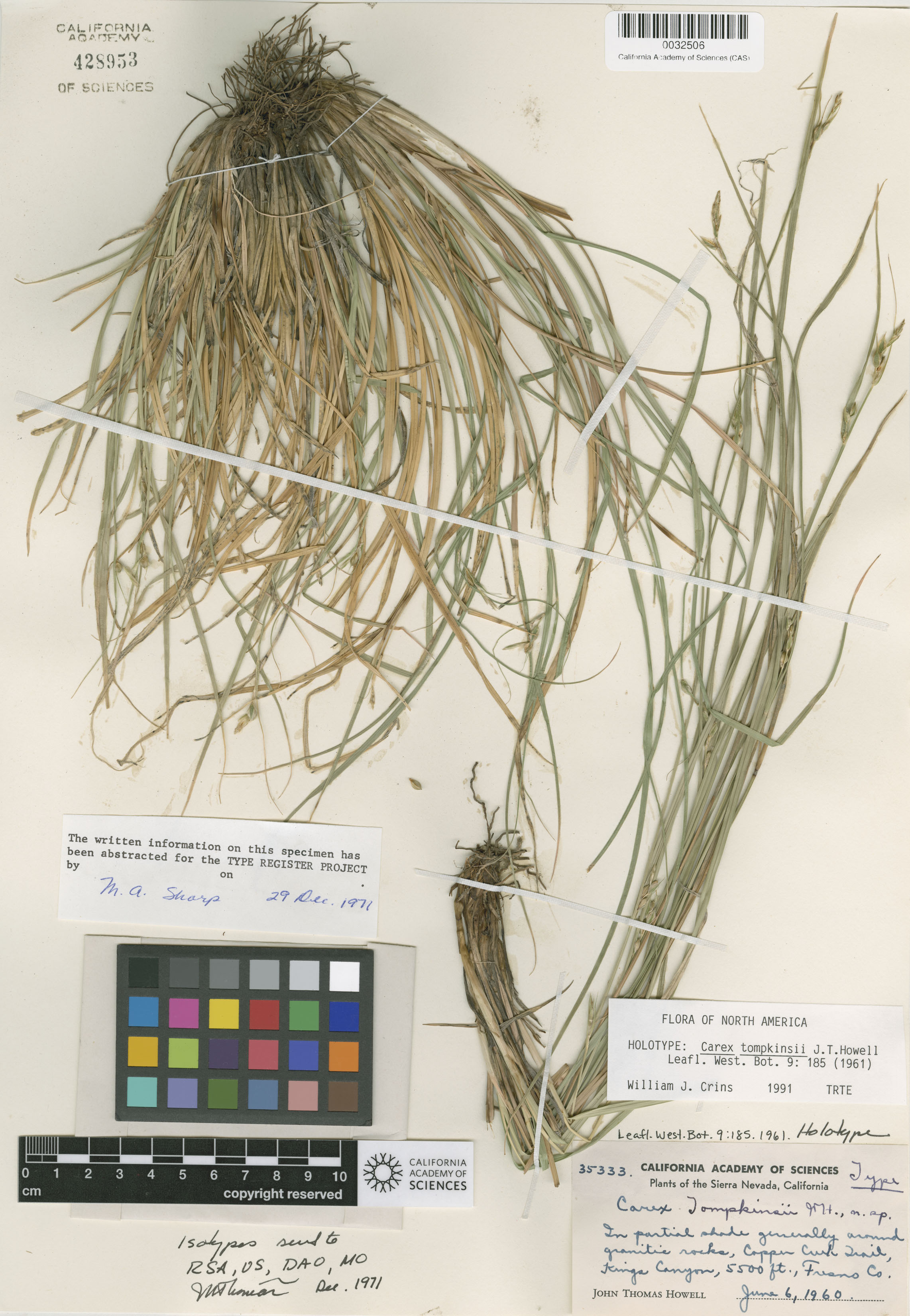Carex tompkinsii image